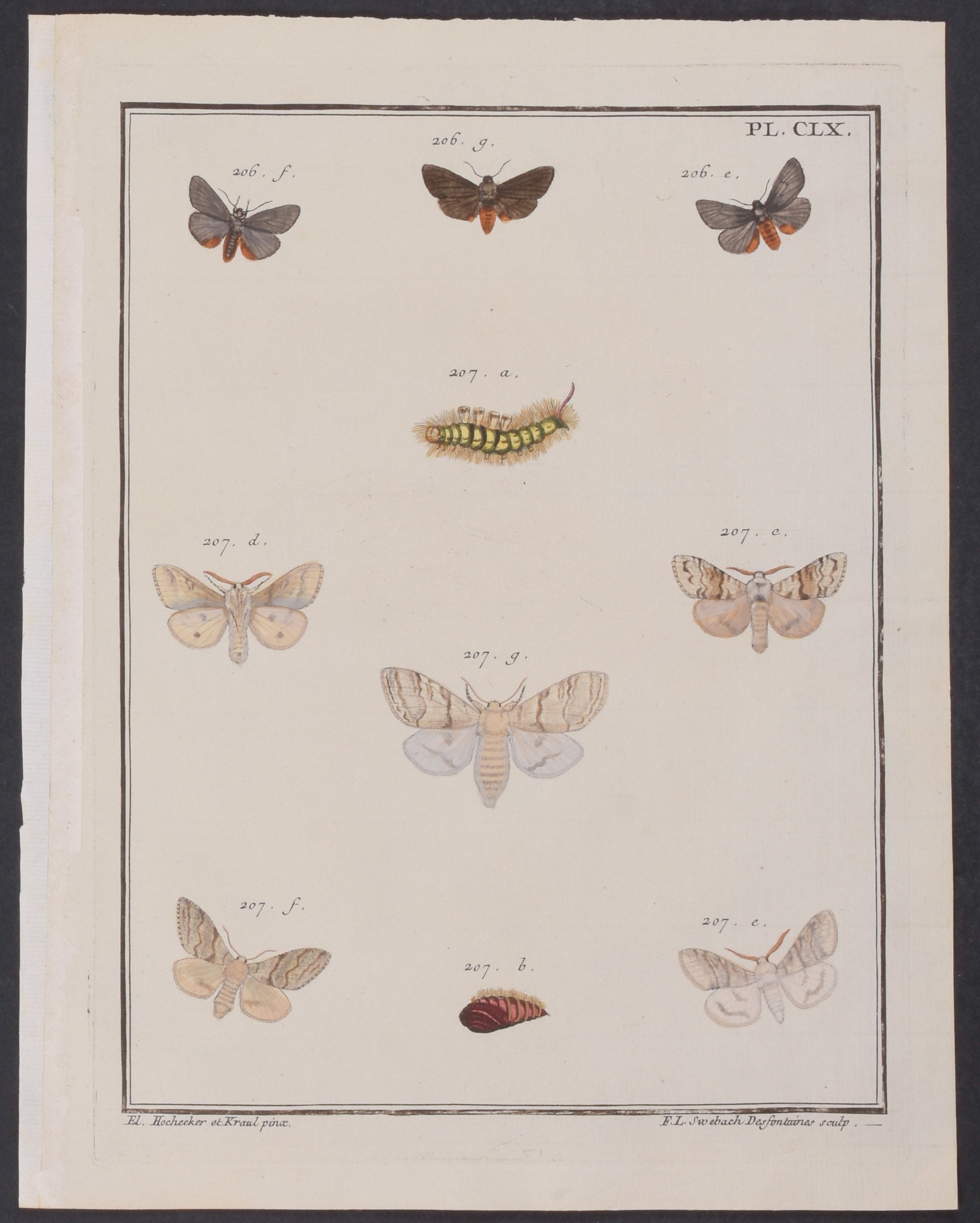 Moth Metamorphosis