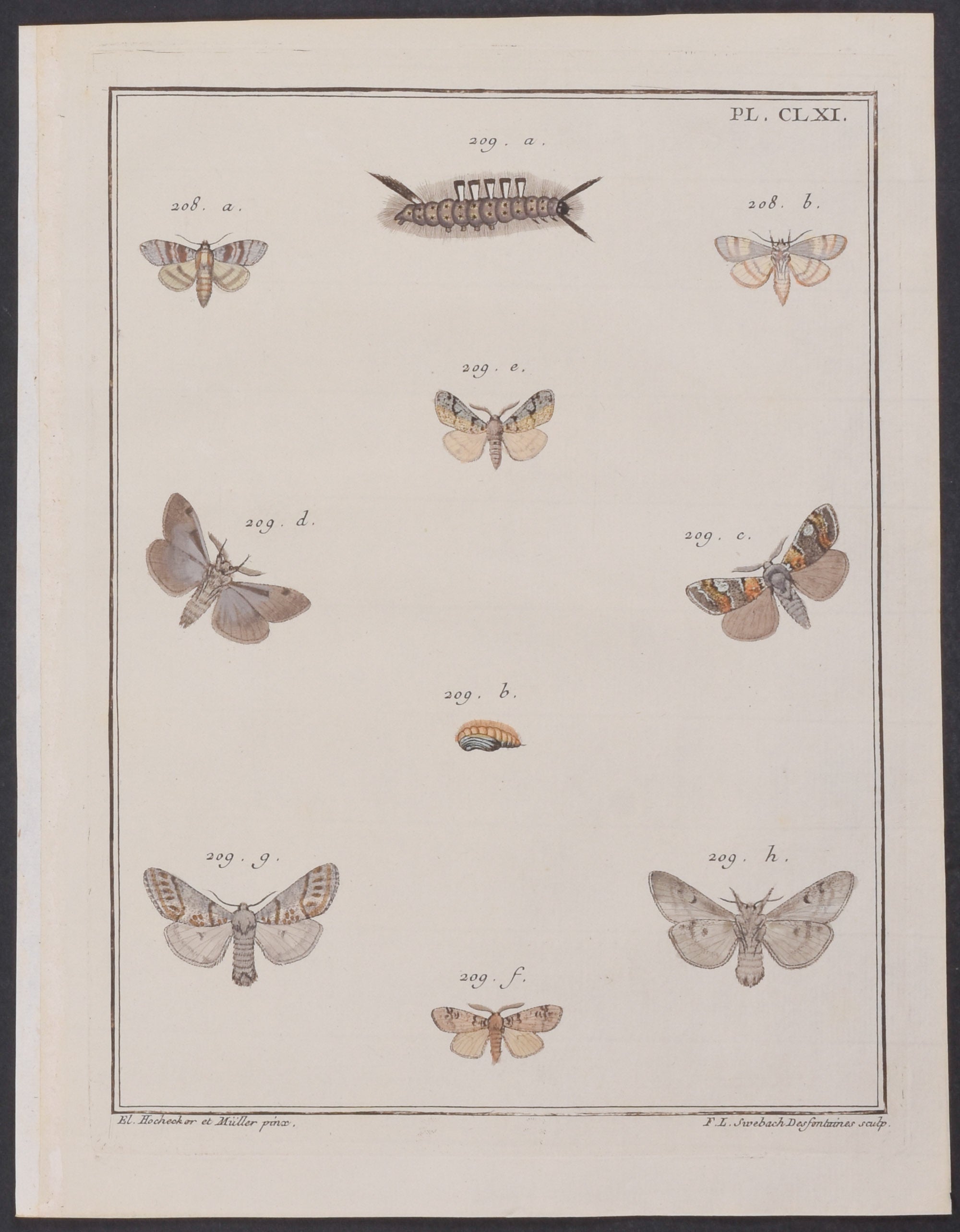 Moth Metamorphosis