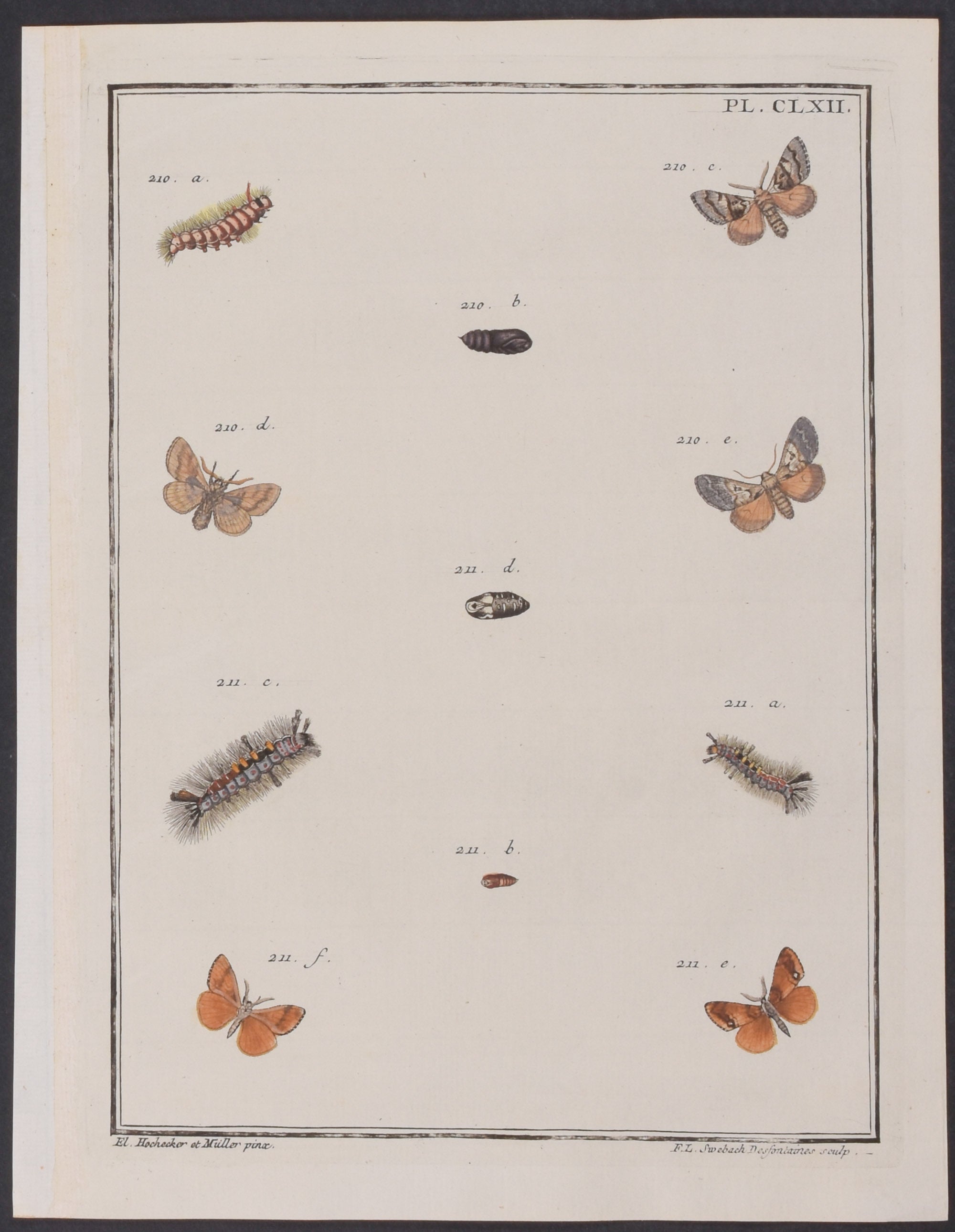 Moth Metamorphosis