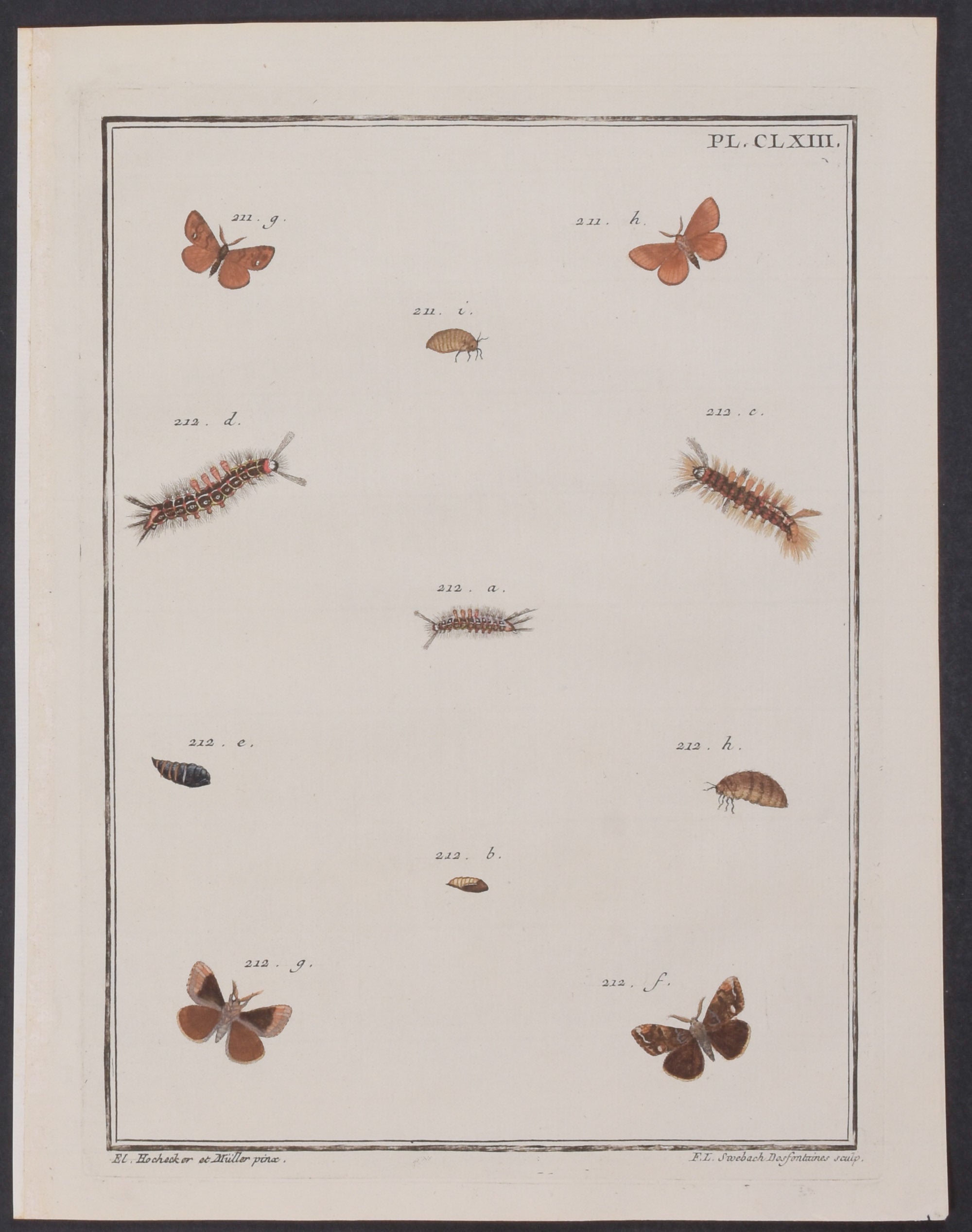Moth Metamorphosis
