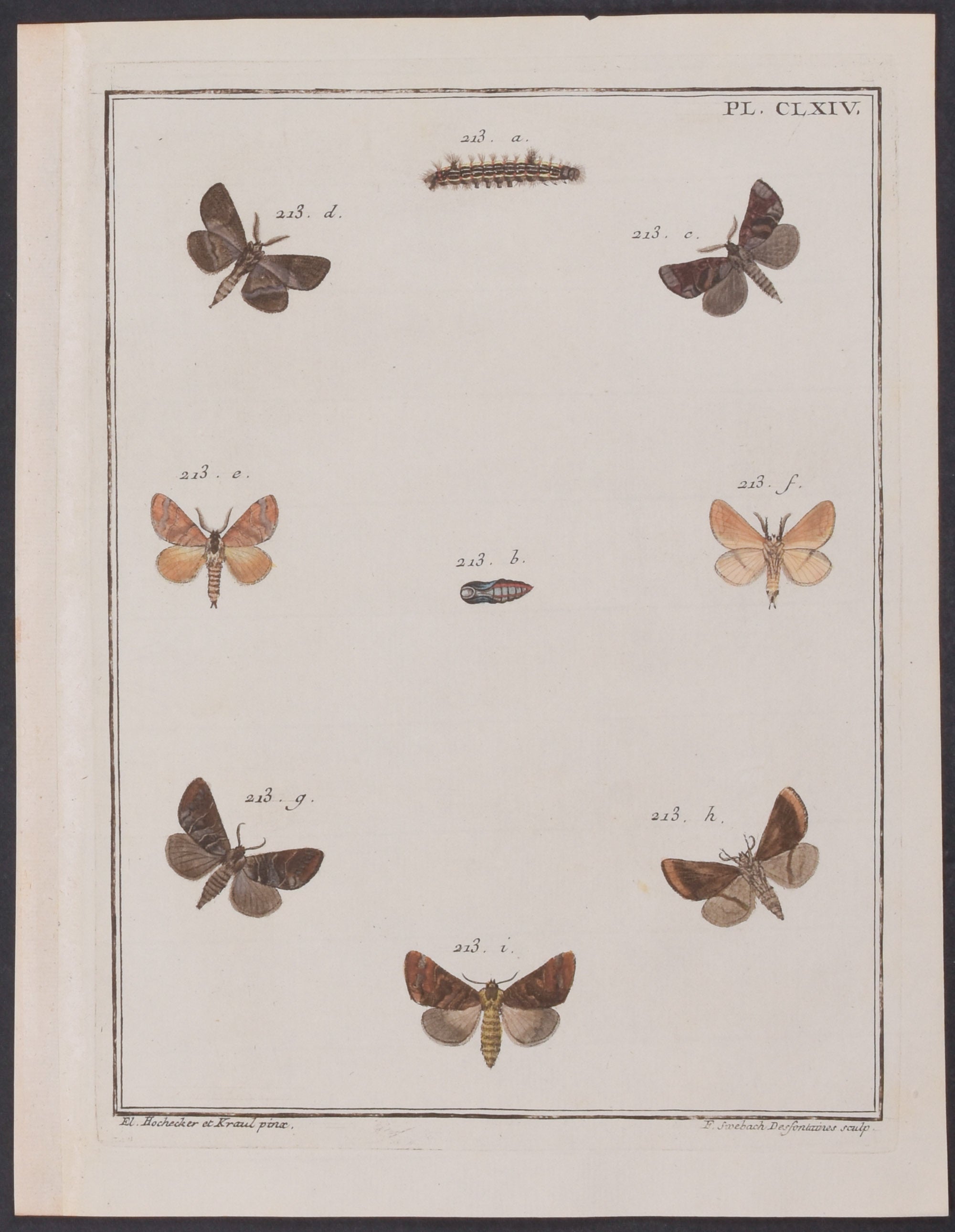 Moth Metamorphosis