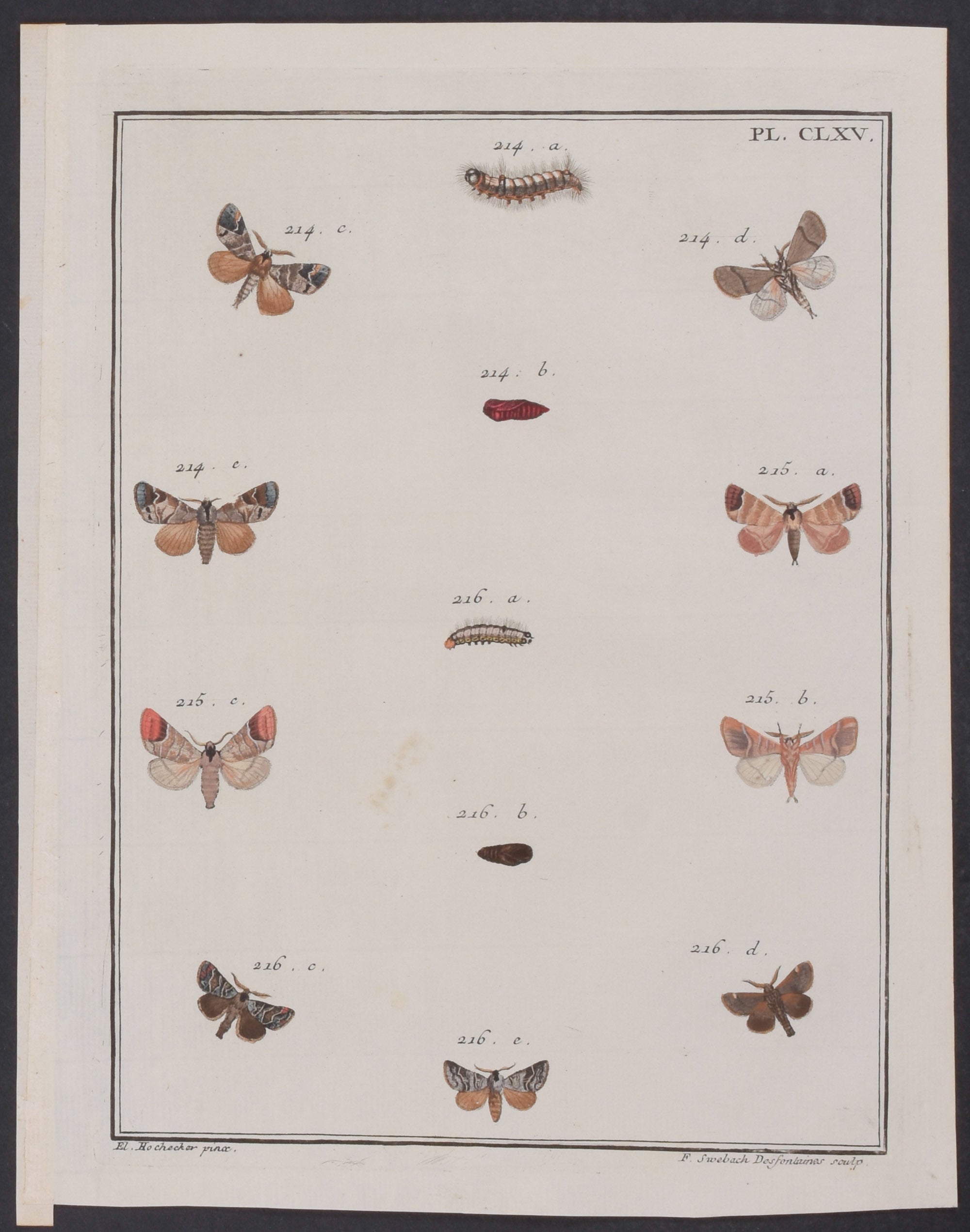 Moth Metamorphosis