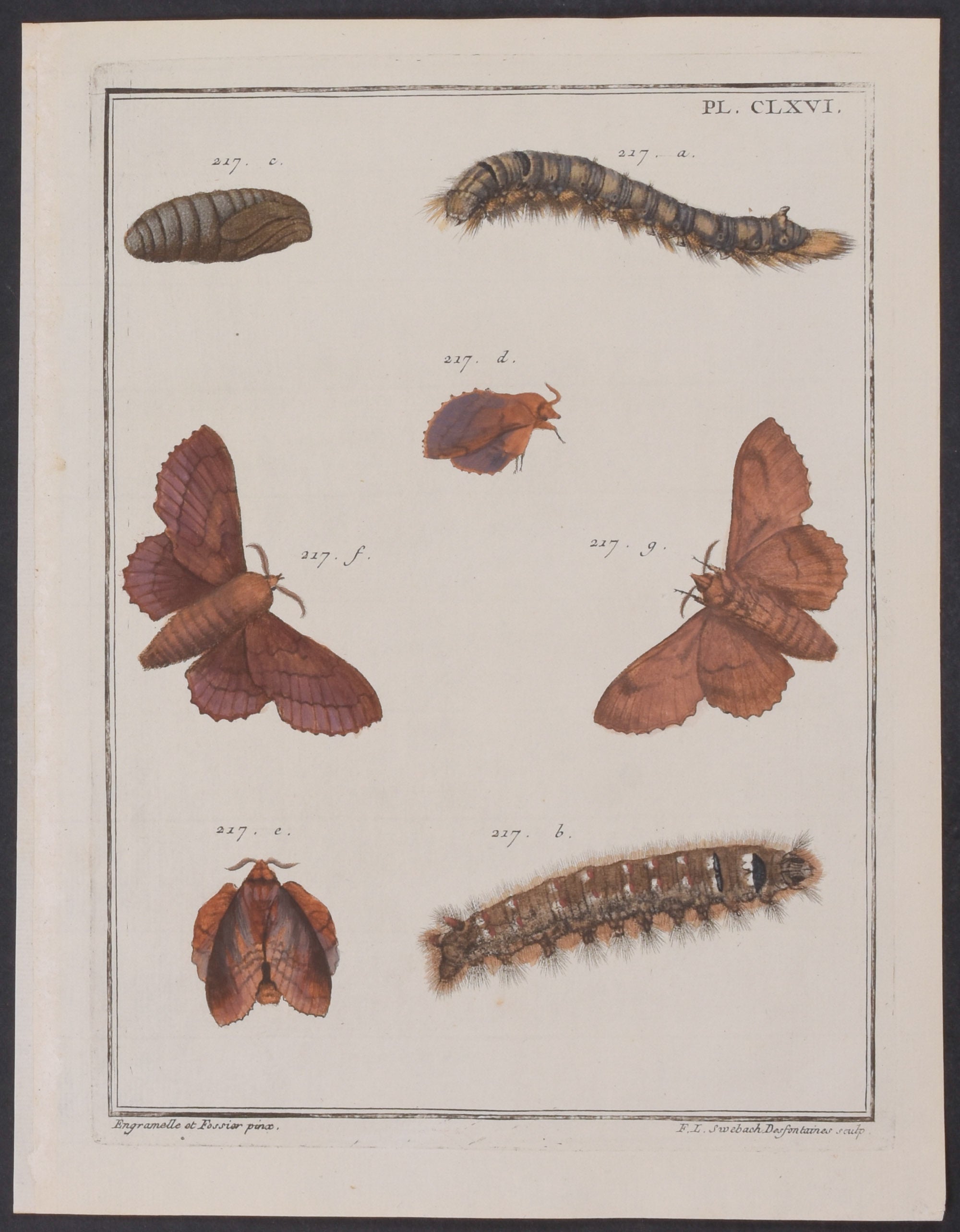 Moth Metamorphosis
