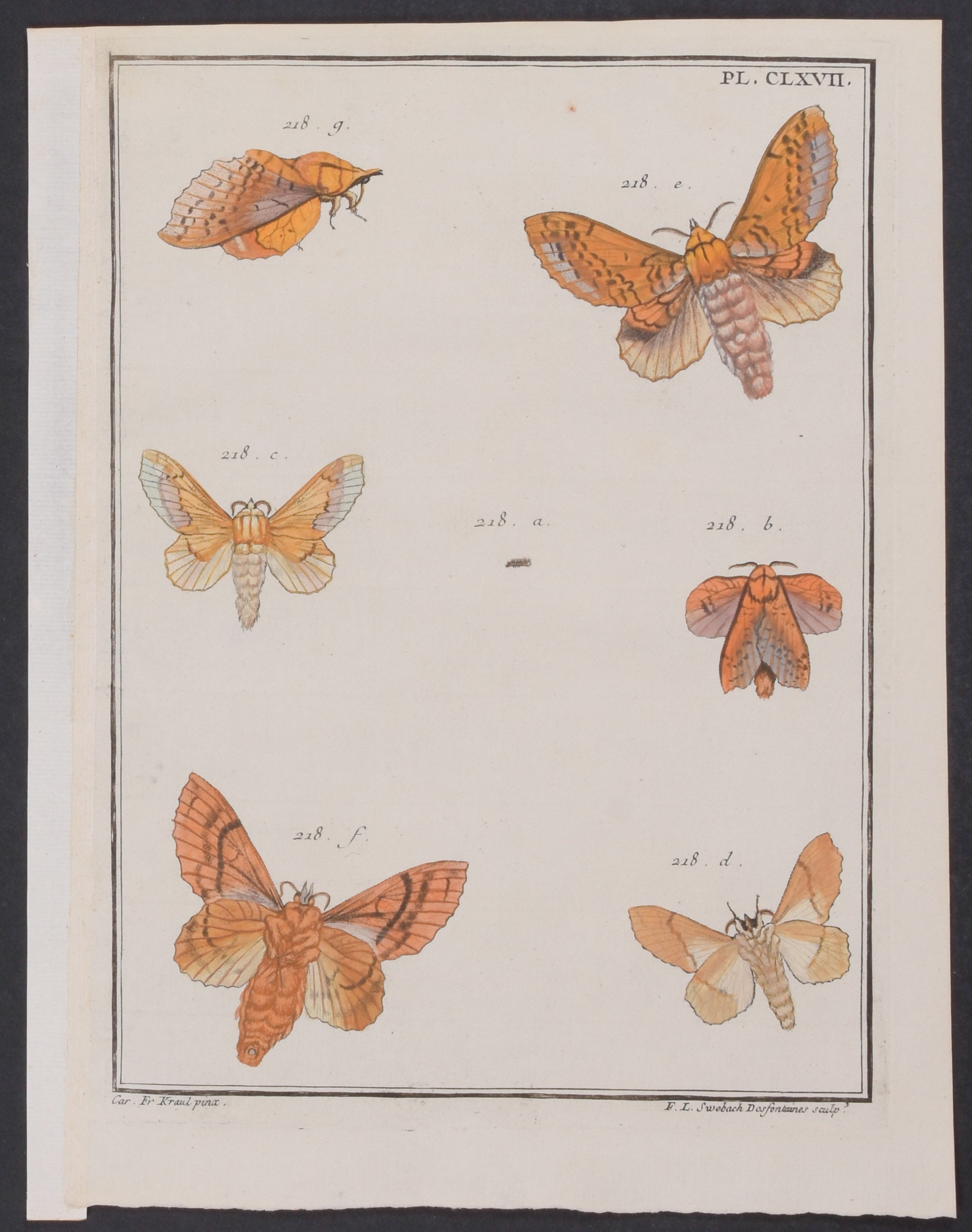 Moths