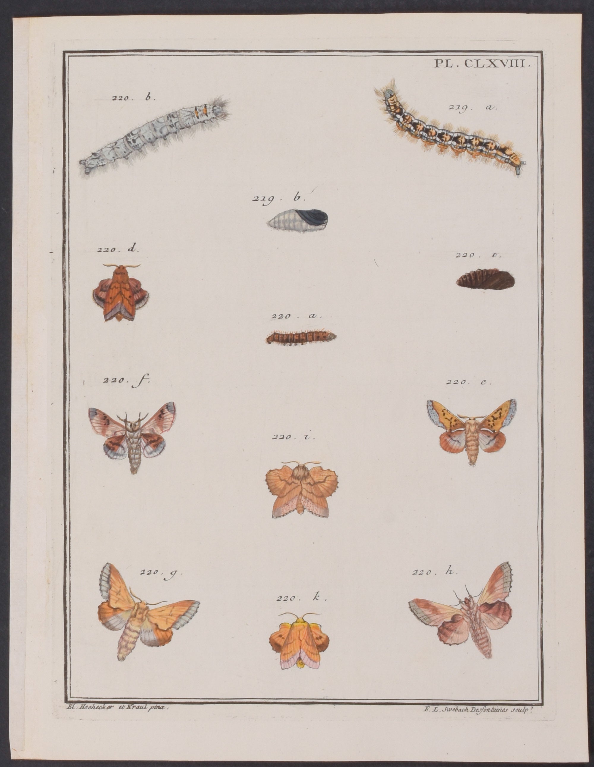 Moth Metamorphosis