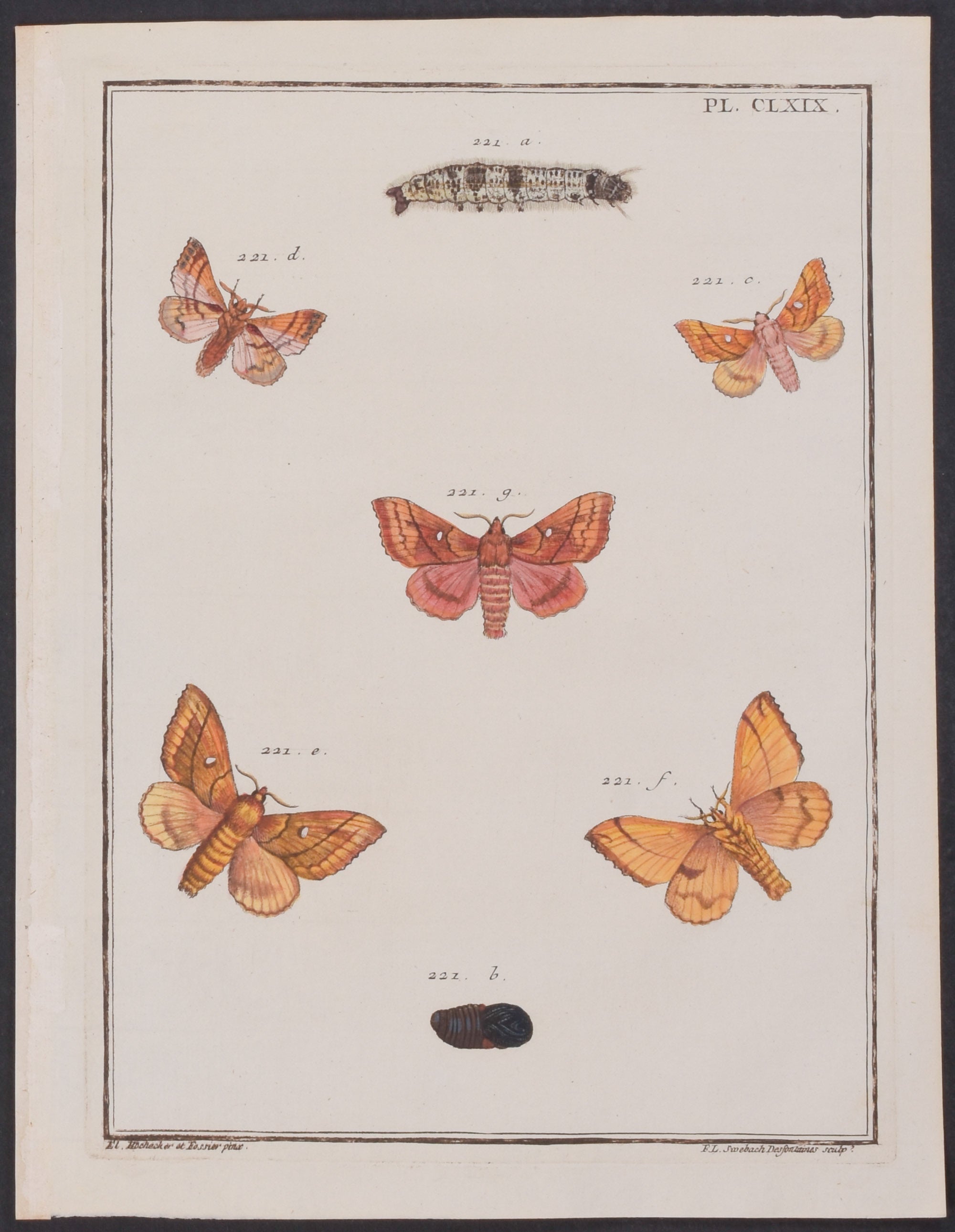 Moth Metamorphosis