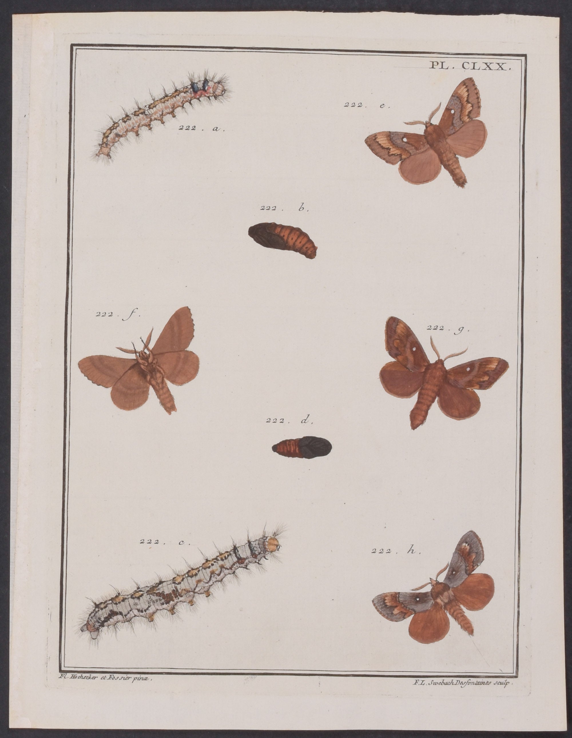 Moth Metamorphosis