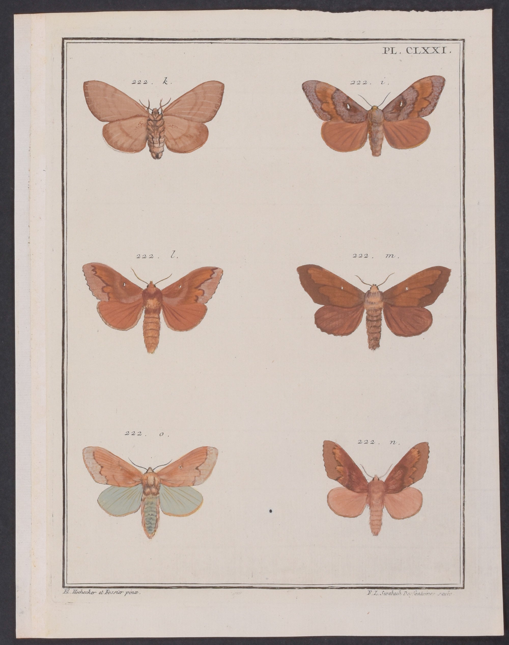 Moths