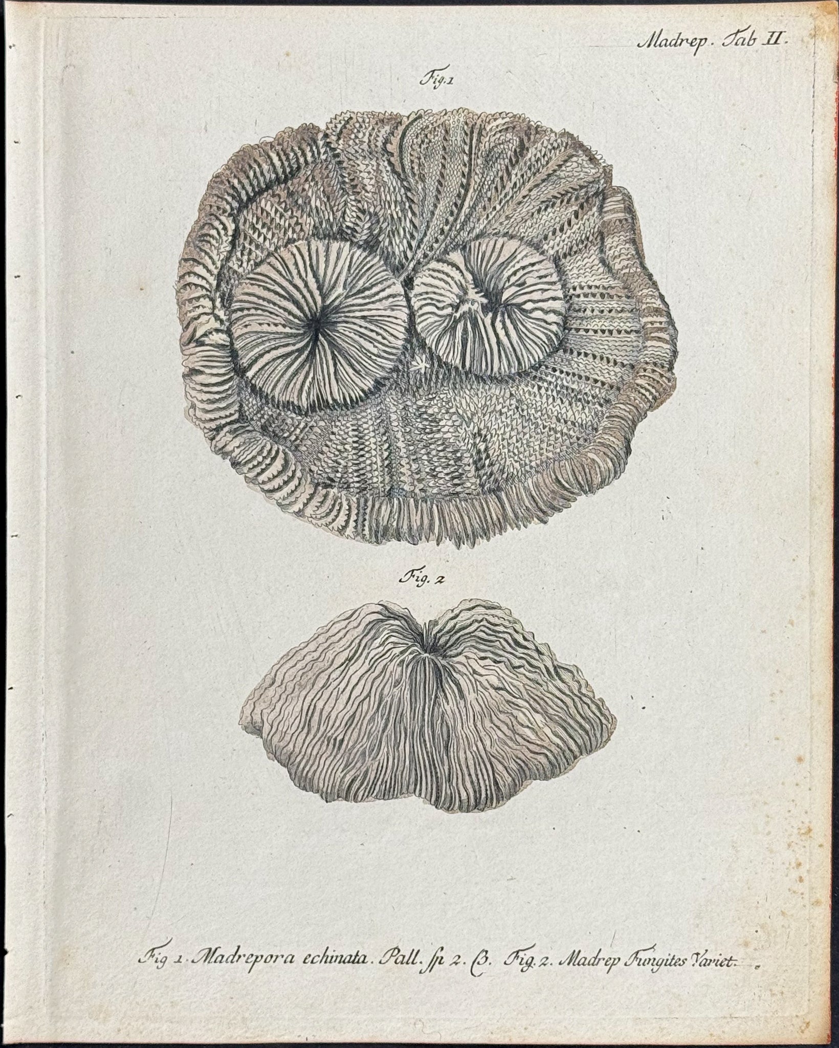 Madrepore - Coral or Sea Life