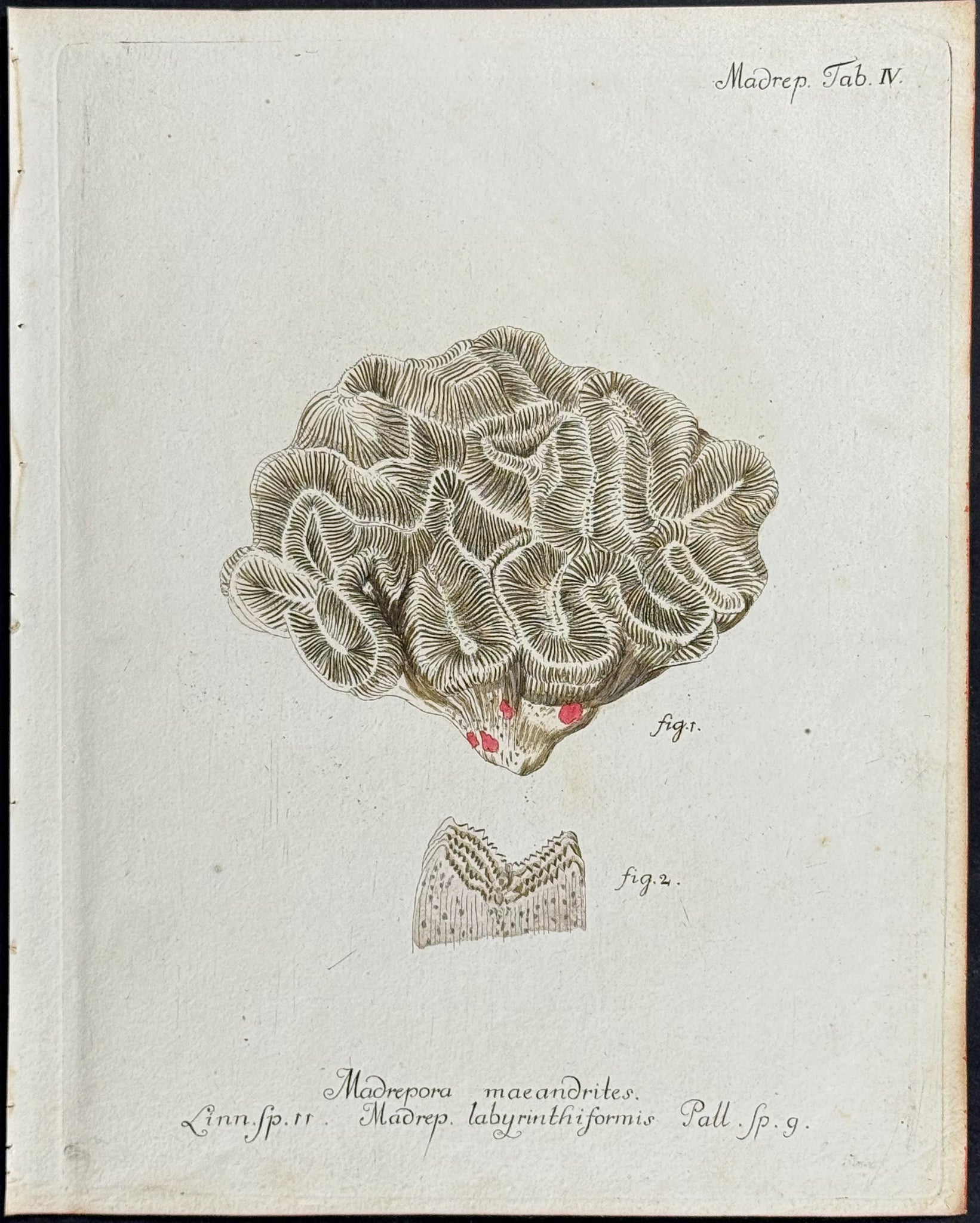 Madrepore - Coral or Sea Life