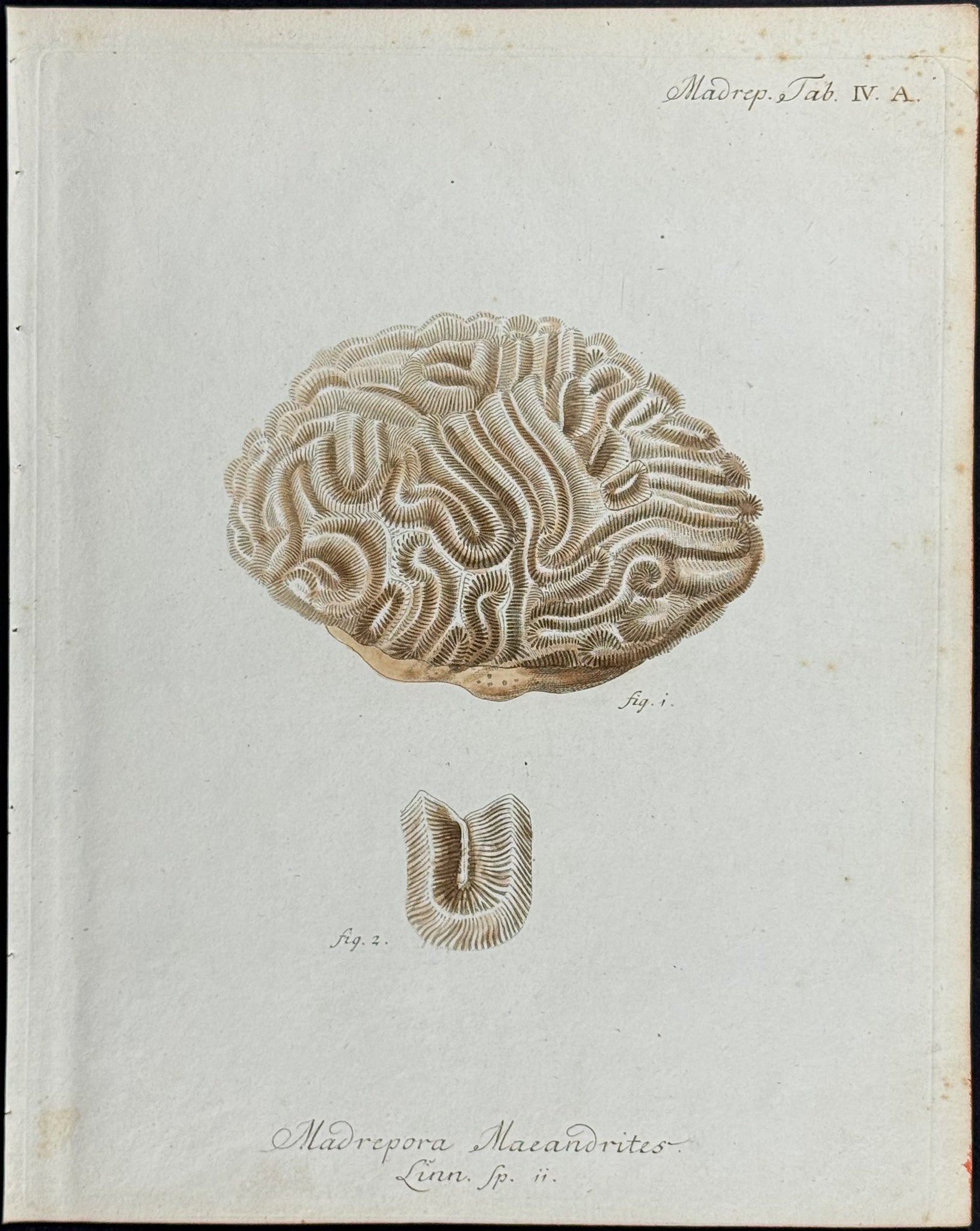 Madrepore - Coral or Sea Life