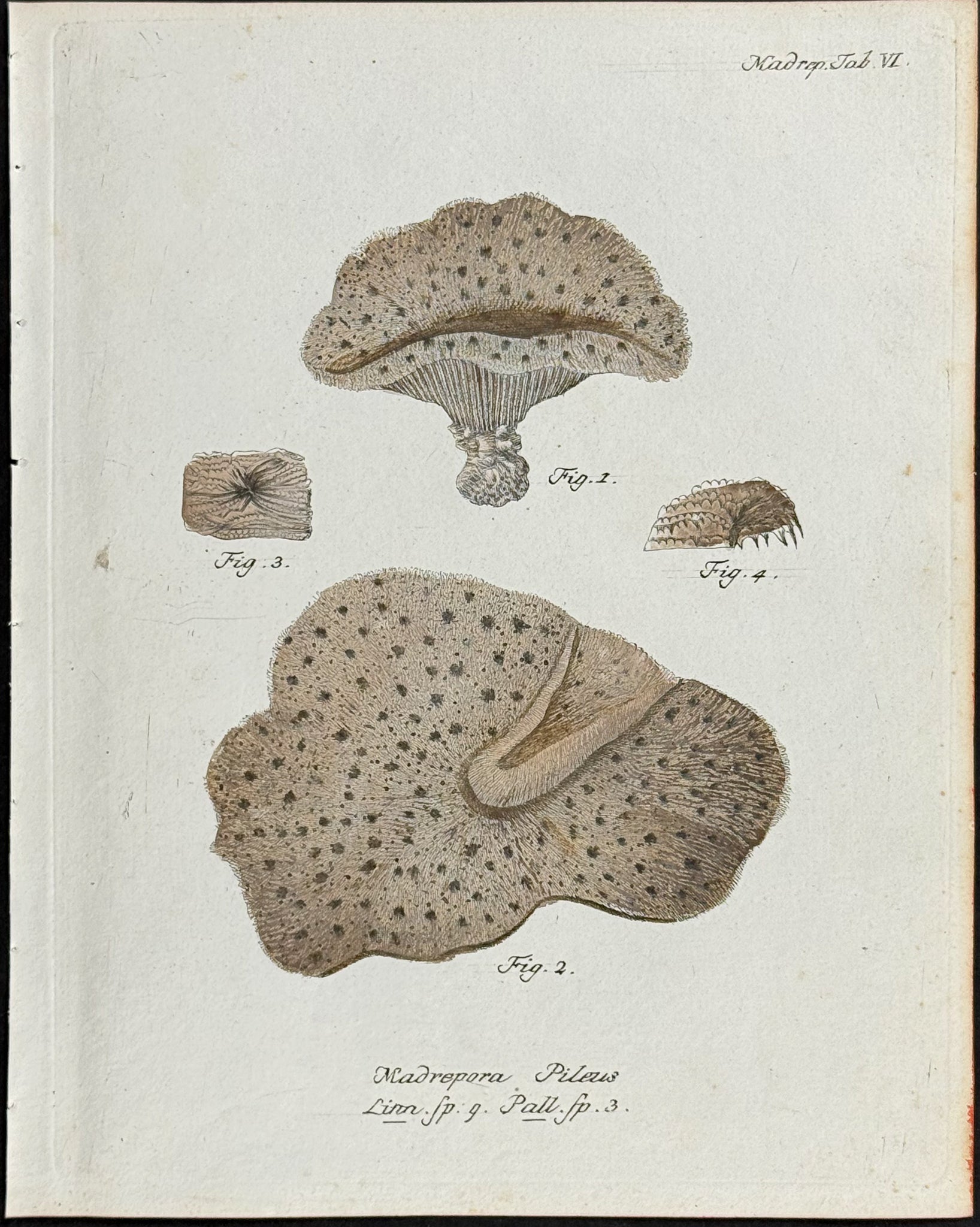 Madrepore - Coral or Sea Life