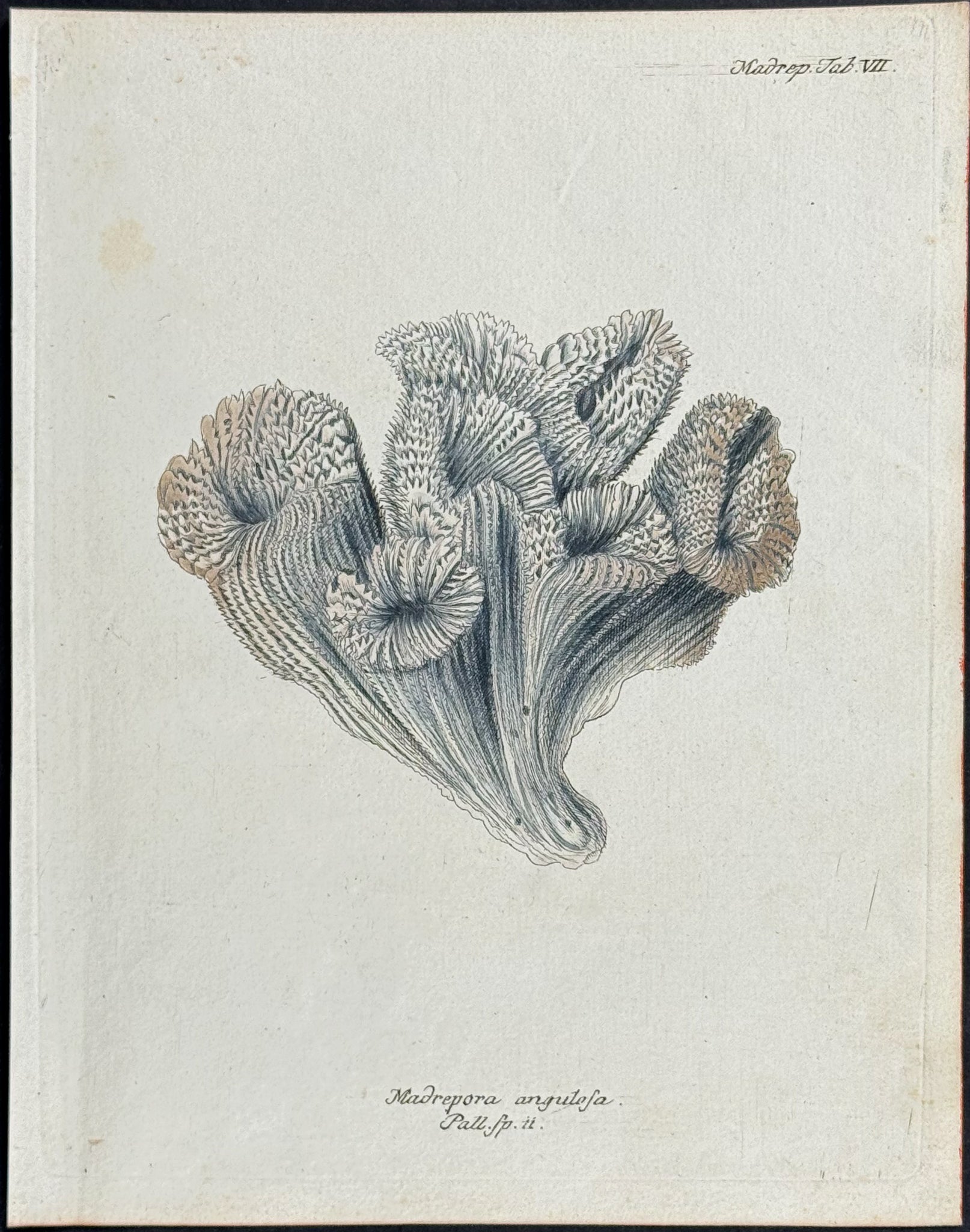 Madrepore - Coral or Sea Life