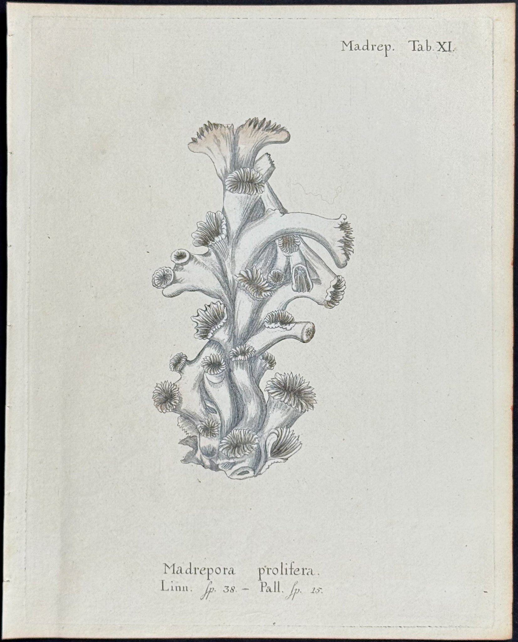 Madrepore - Coral or Sea Life