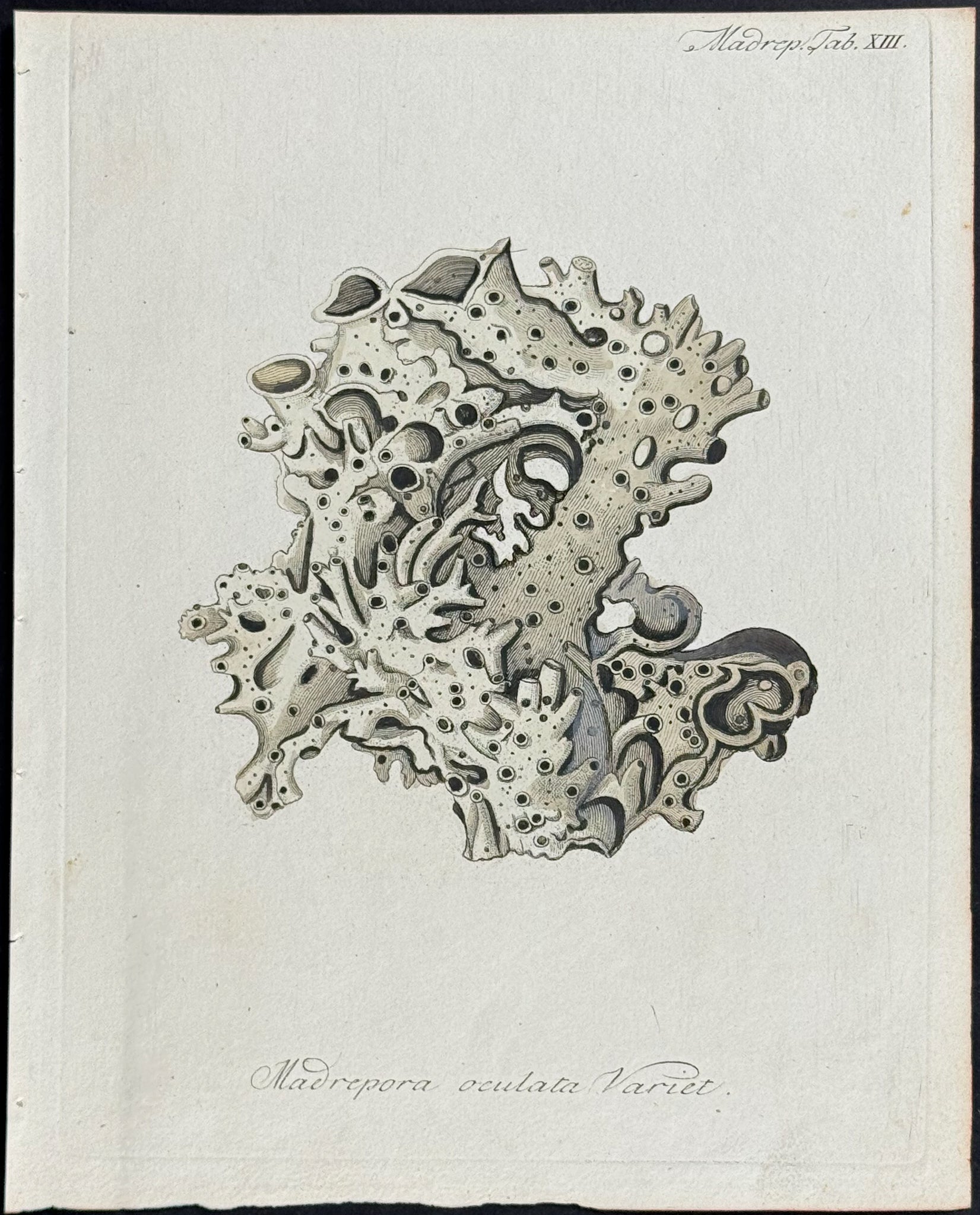 Madrepore - Coral or Sea Life