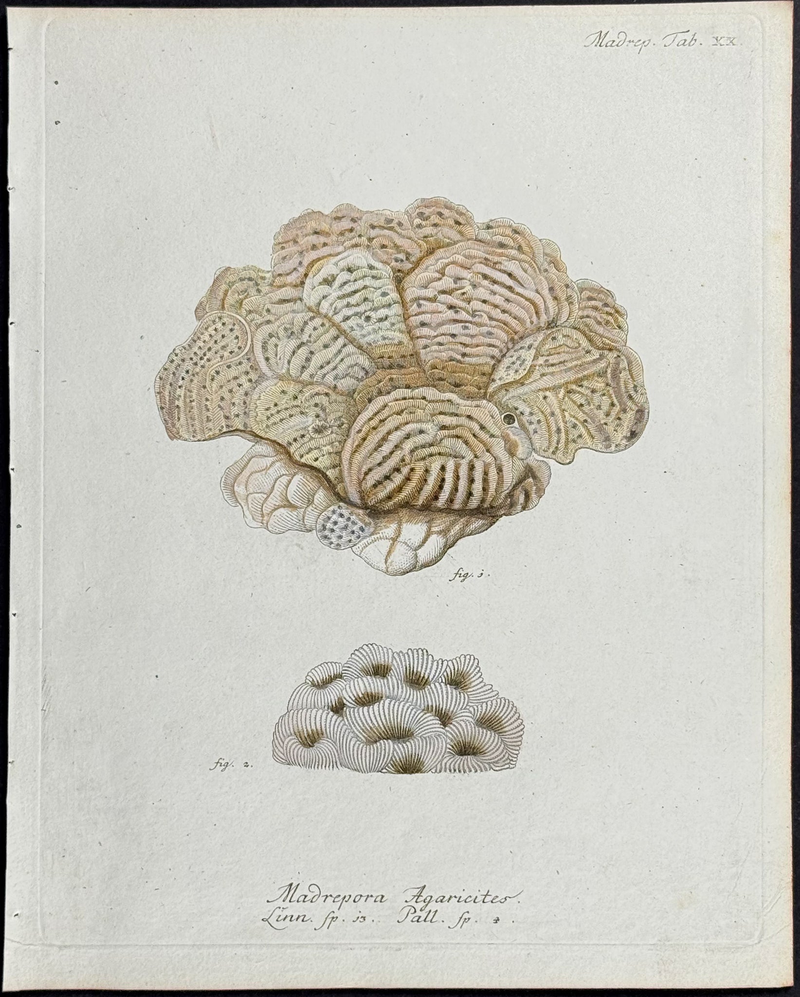 Madrepore - Coral or Sea Life