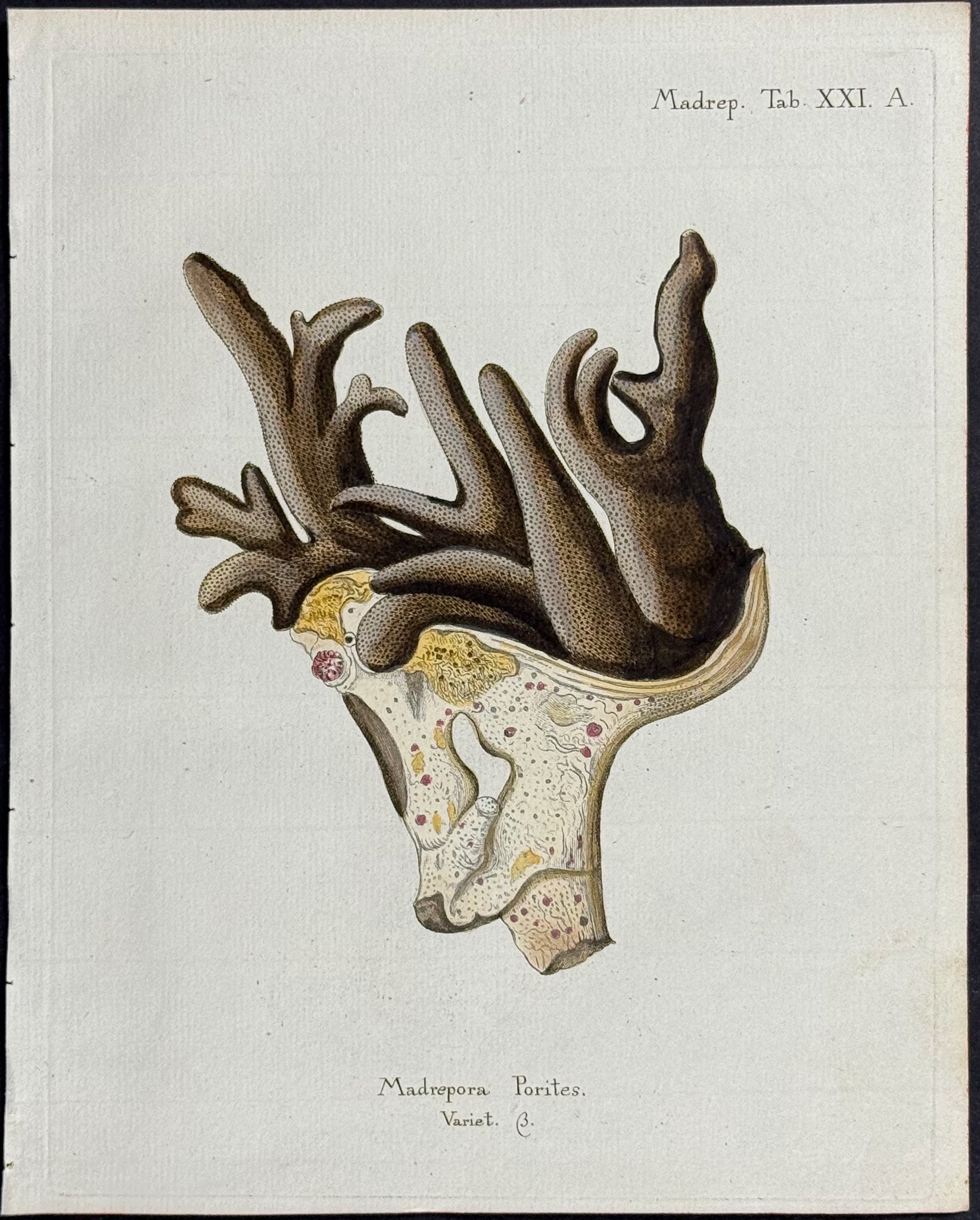 Madrepore - Coral or Sea Life