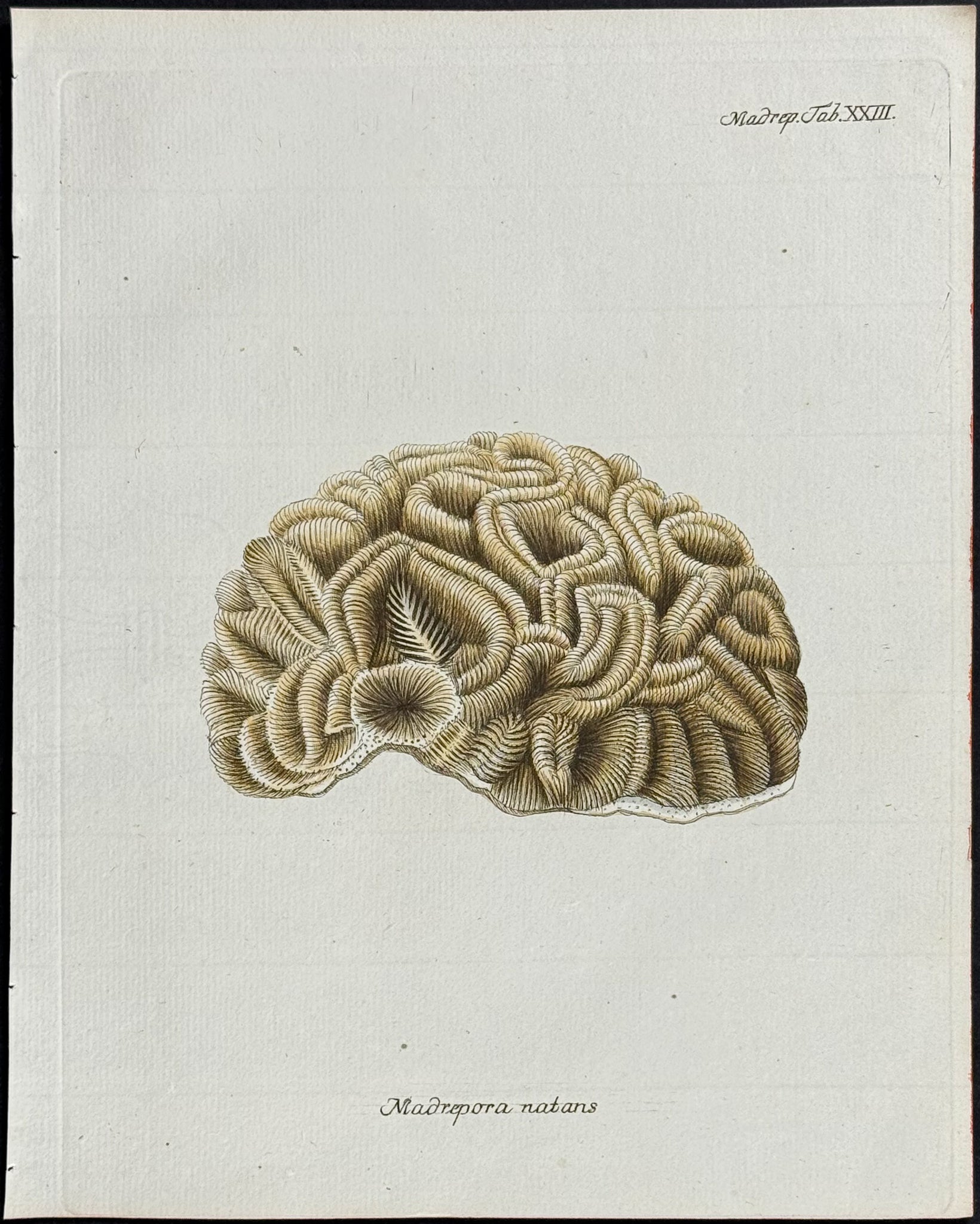 Madrepore - Coral or Sea Life
