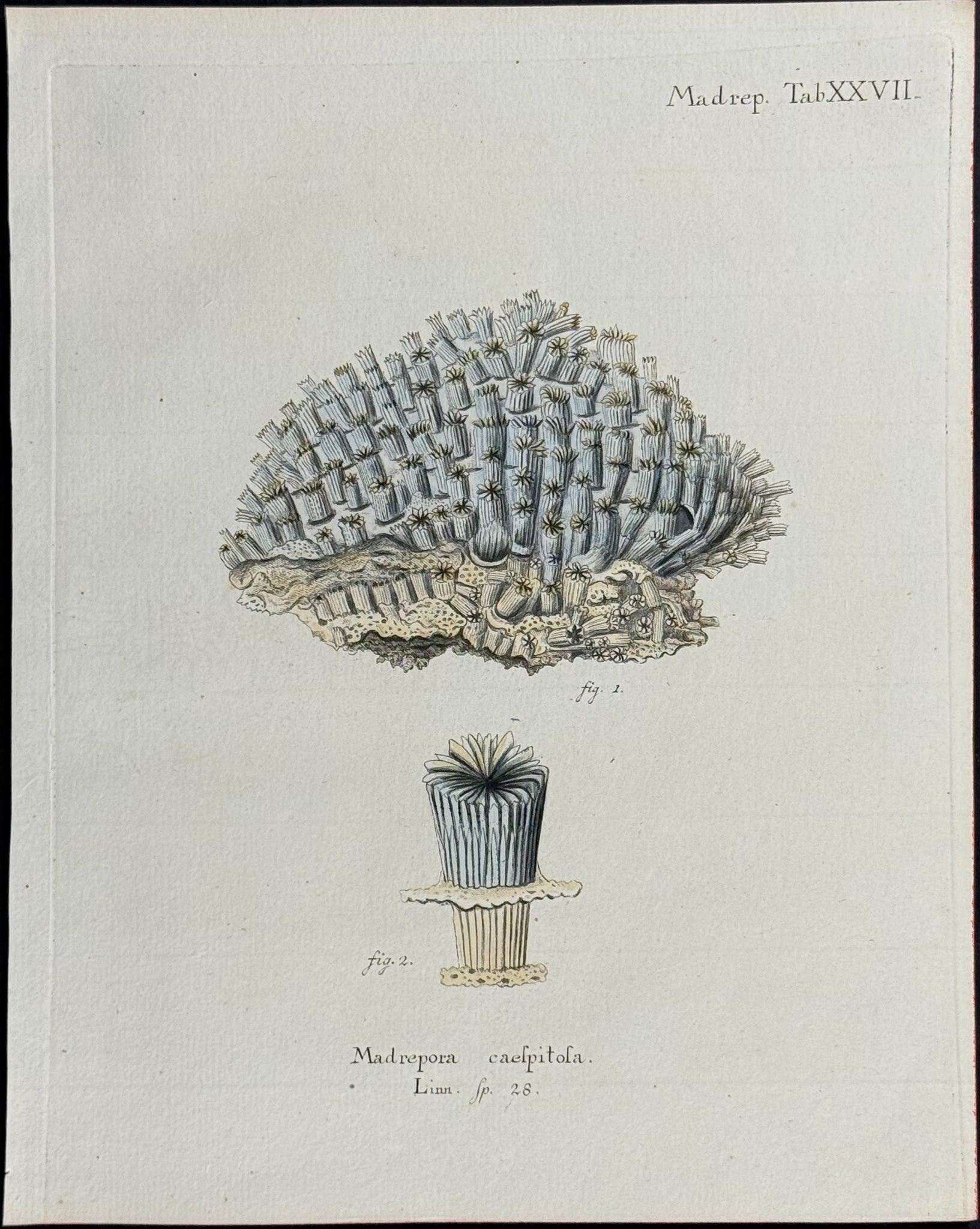 Madrepore - Coral or Sea Life