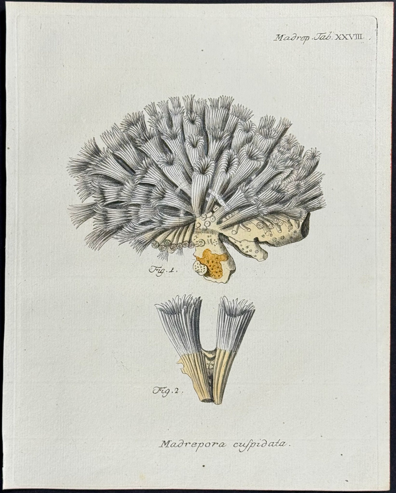 Madrepore - Coral or Sea Life