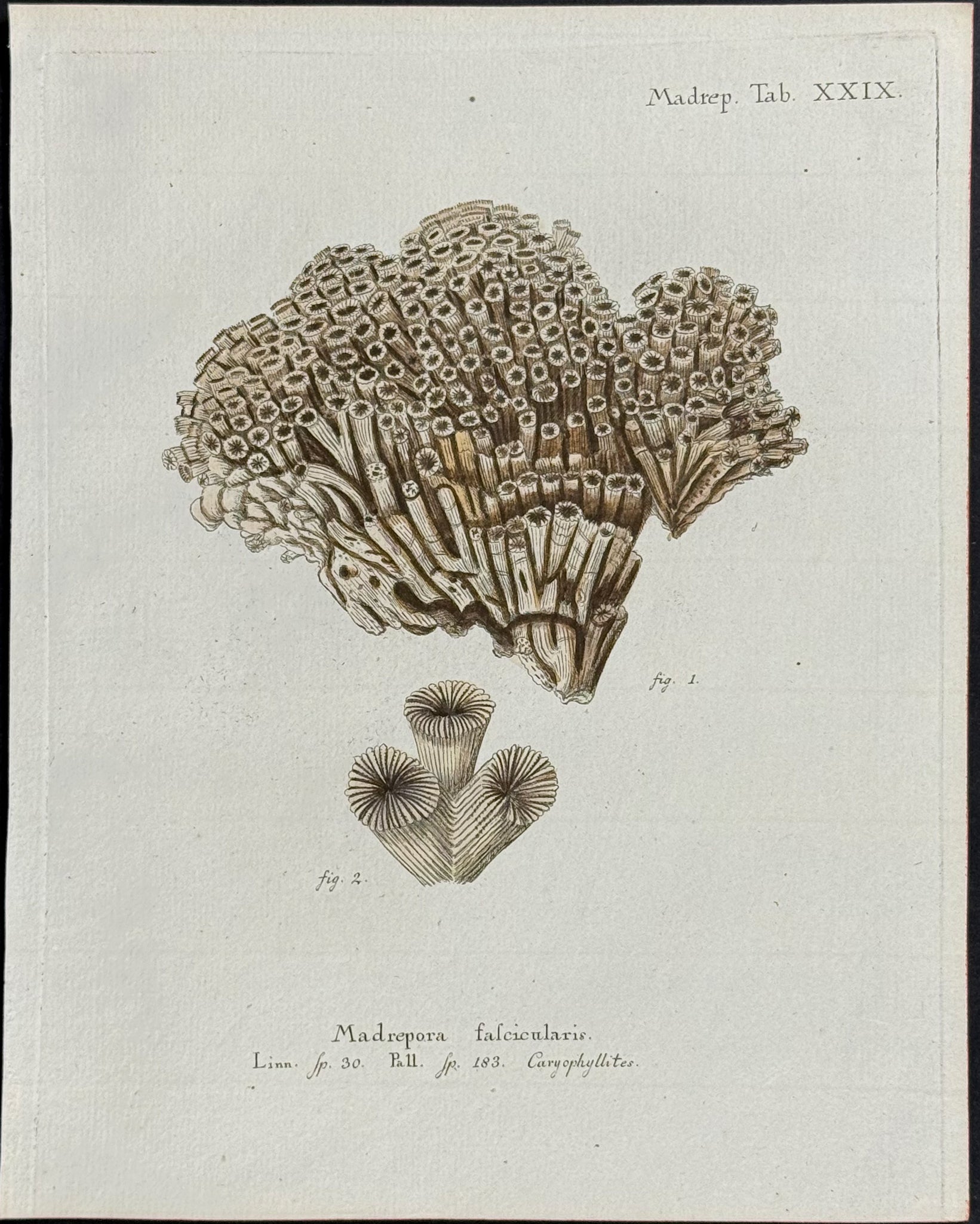 Madrepore - Coral or Sea Life