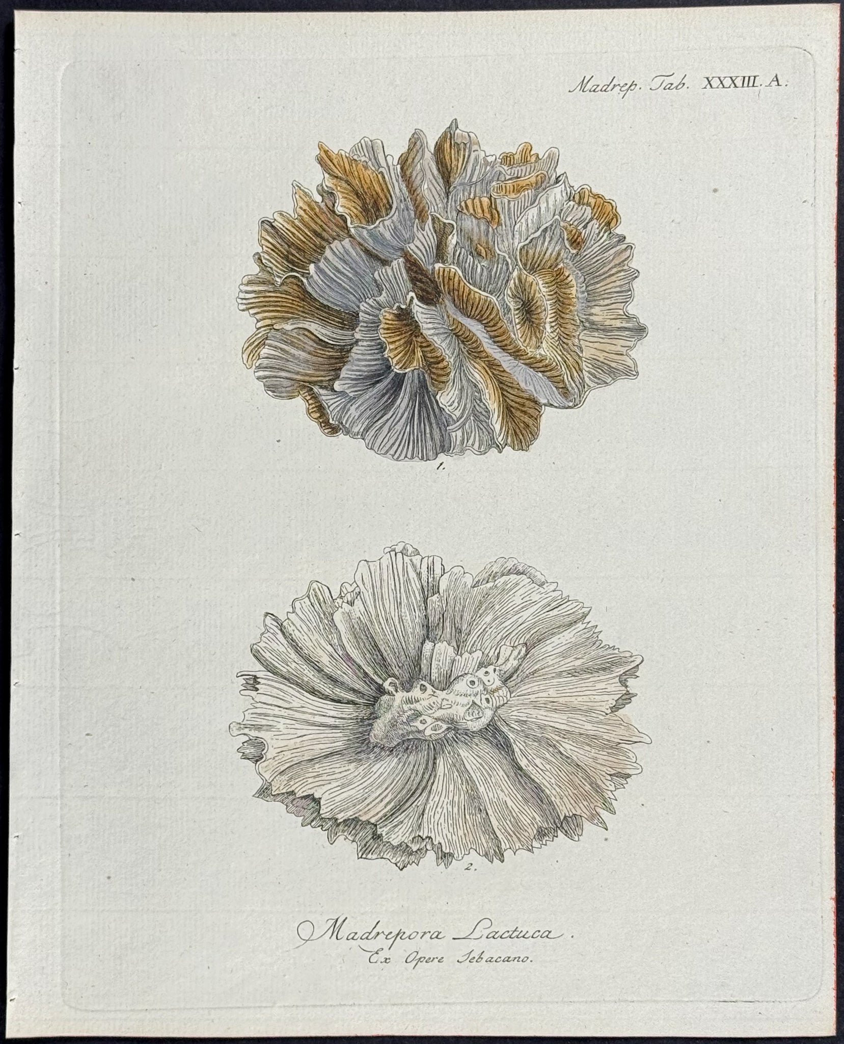 Madrepore - Coral or Sea Life