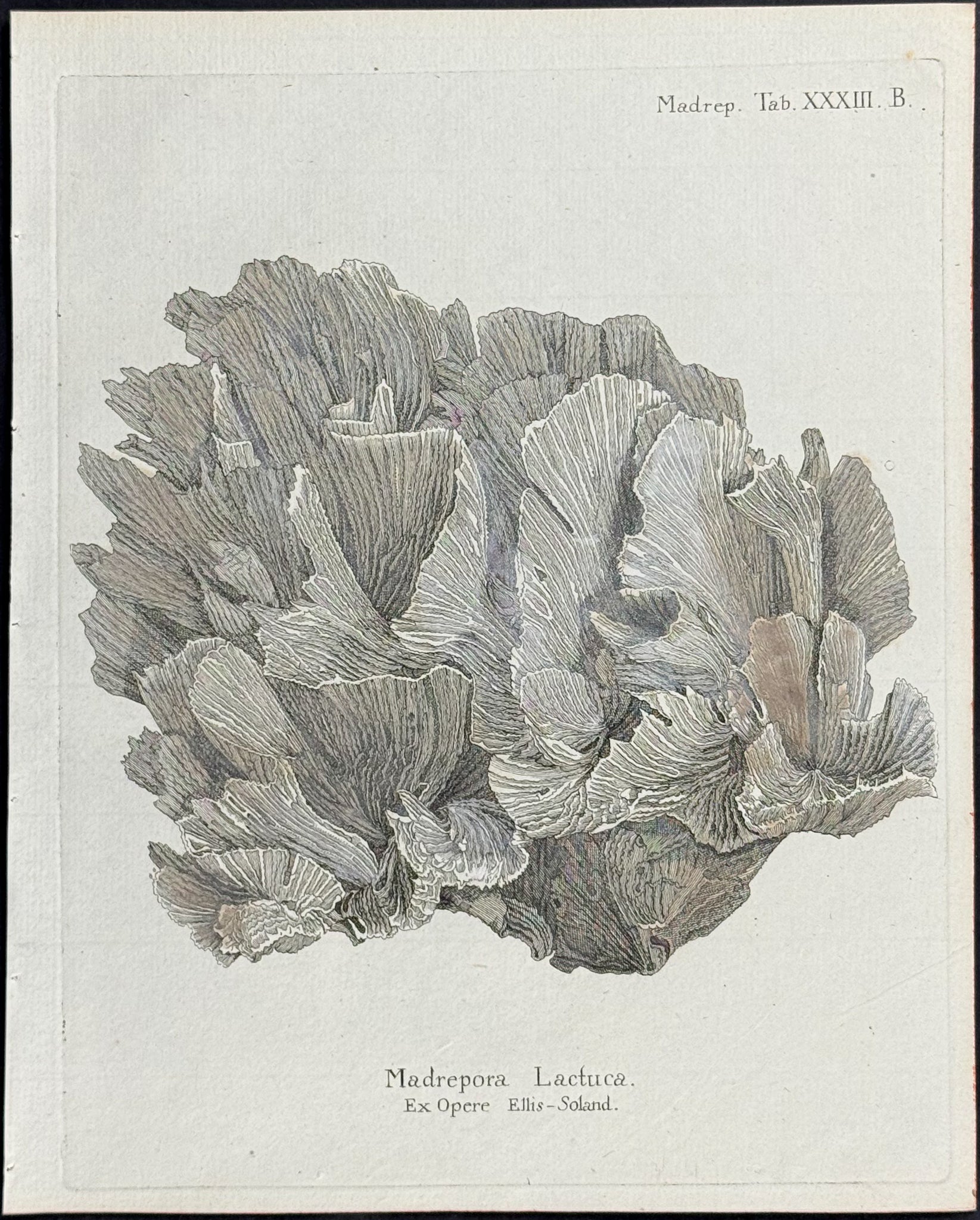 Madrepore - Coral or Sea Life