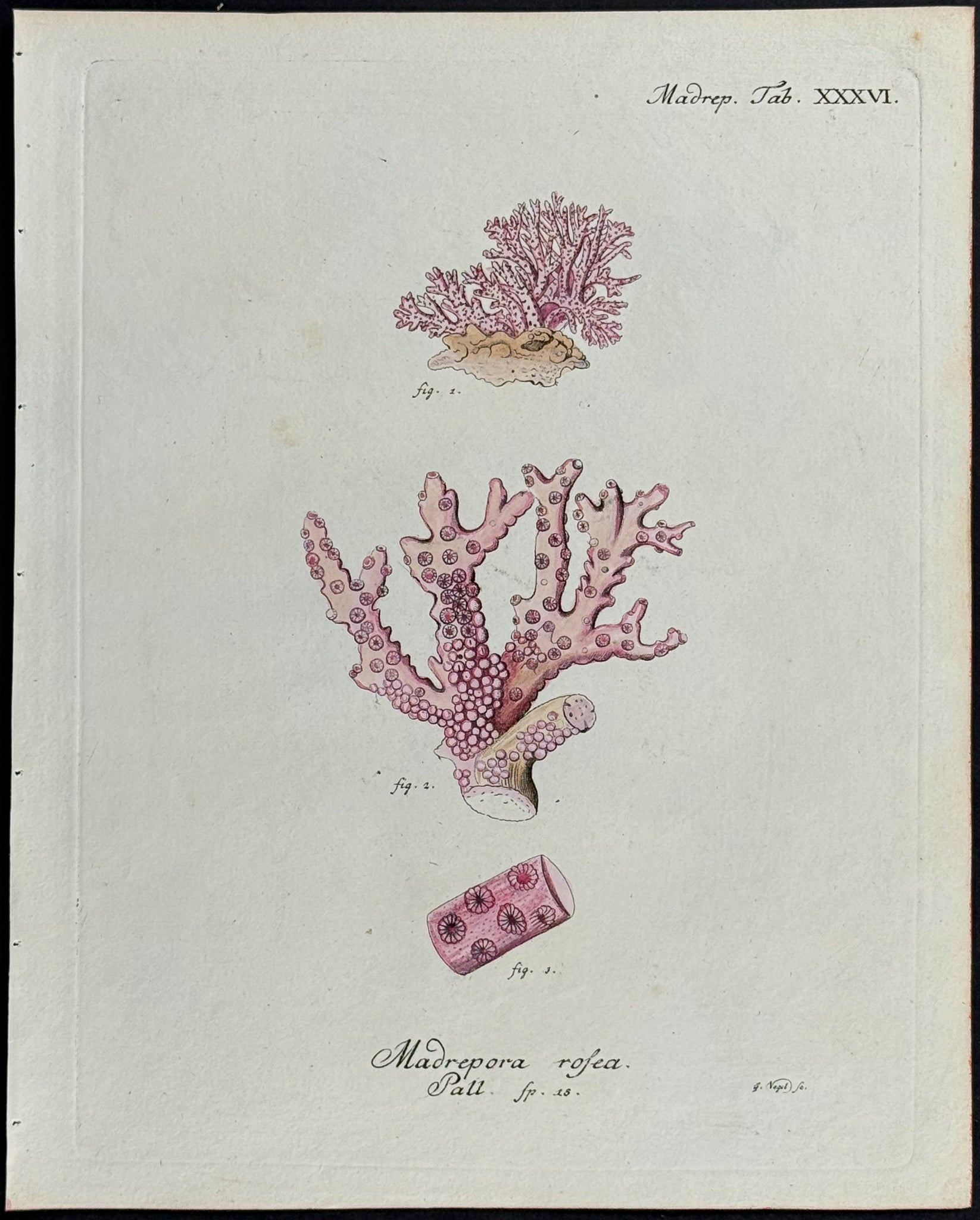Madrepore - Coral or Sea Life