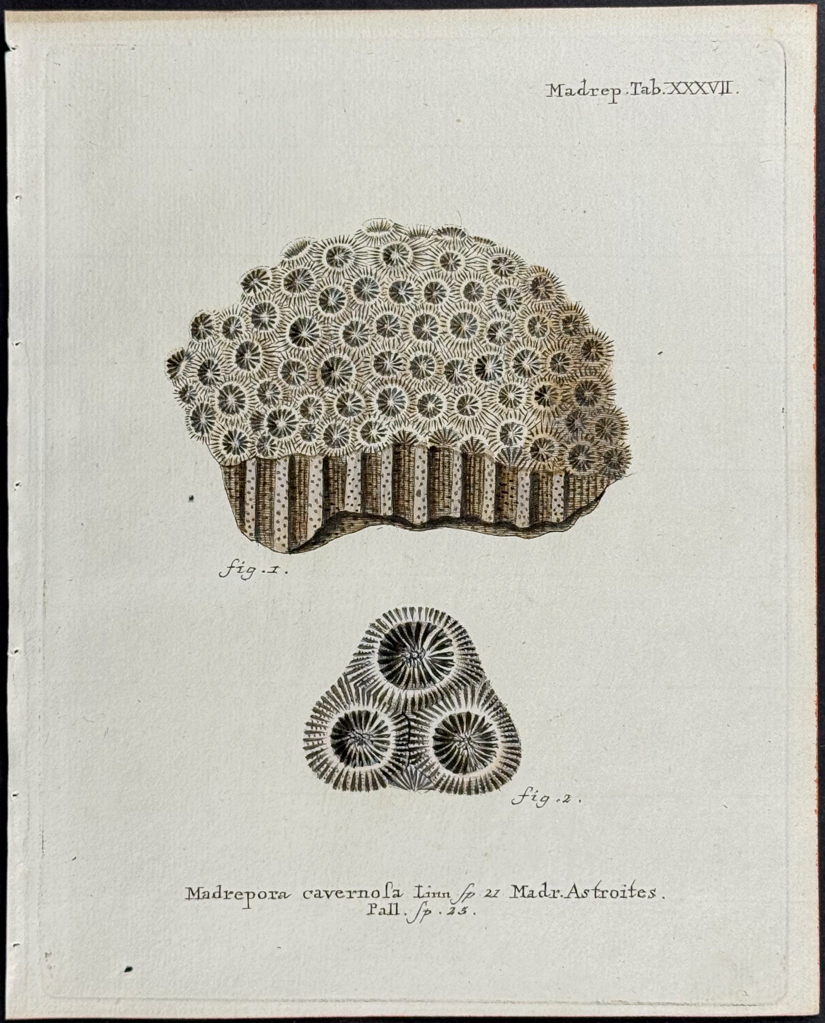 Madrepore - Coral or Sea Life