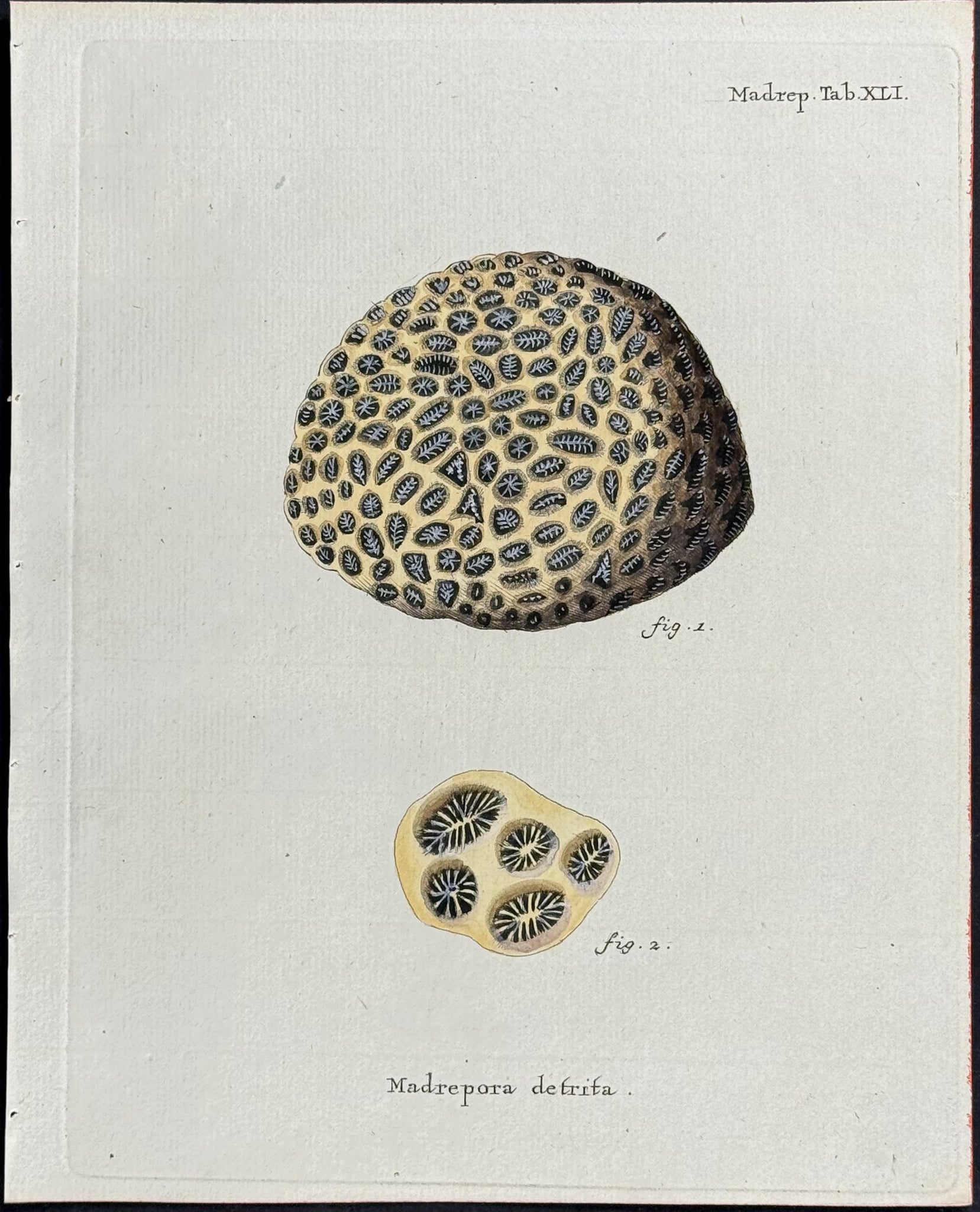 Madrepore - Coral or Sea Life