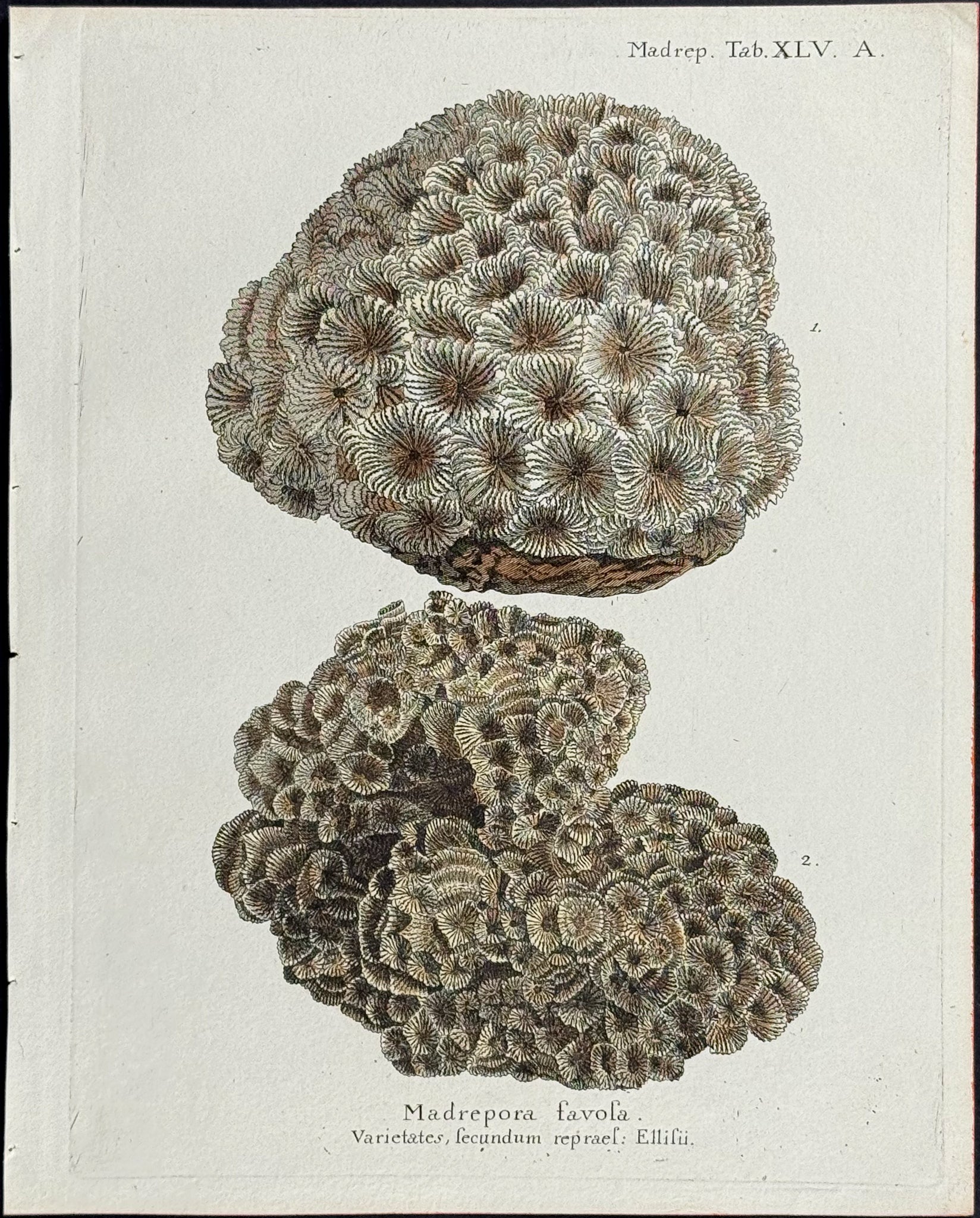 Madrepore - Coral or Sea Life