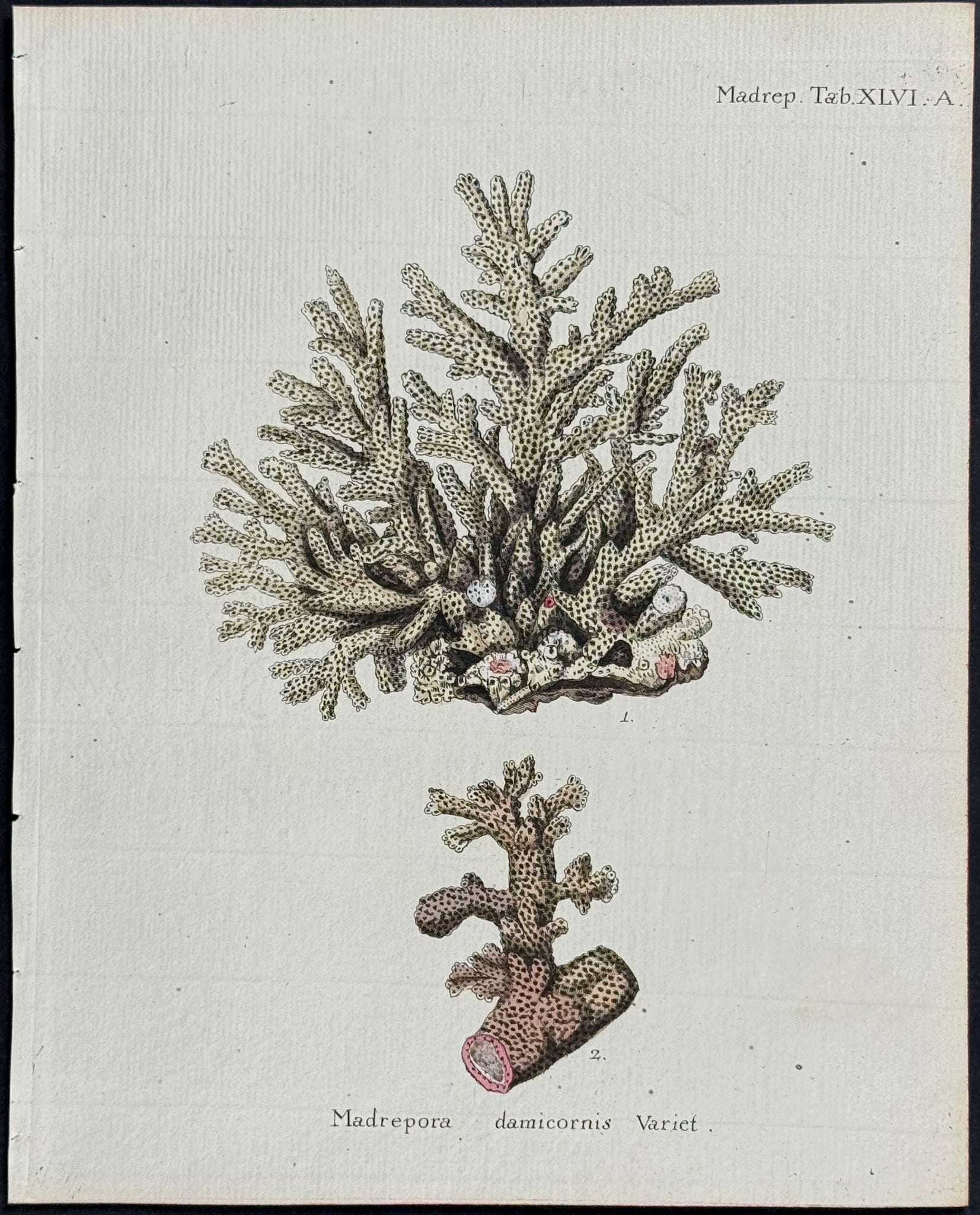 Madrepore - Coral or Sea Life