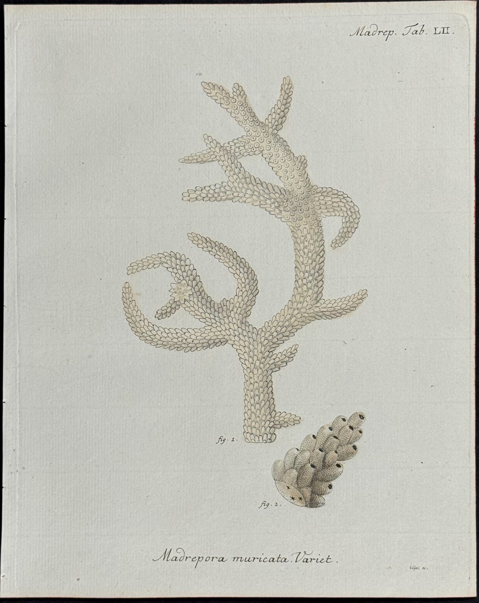 Madrepore - Coral or Sea Life