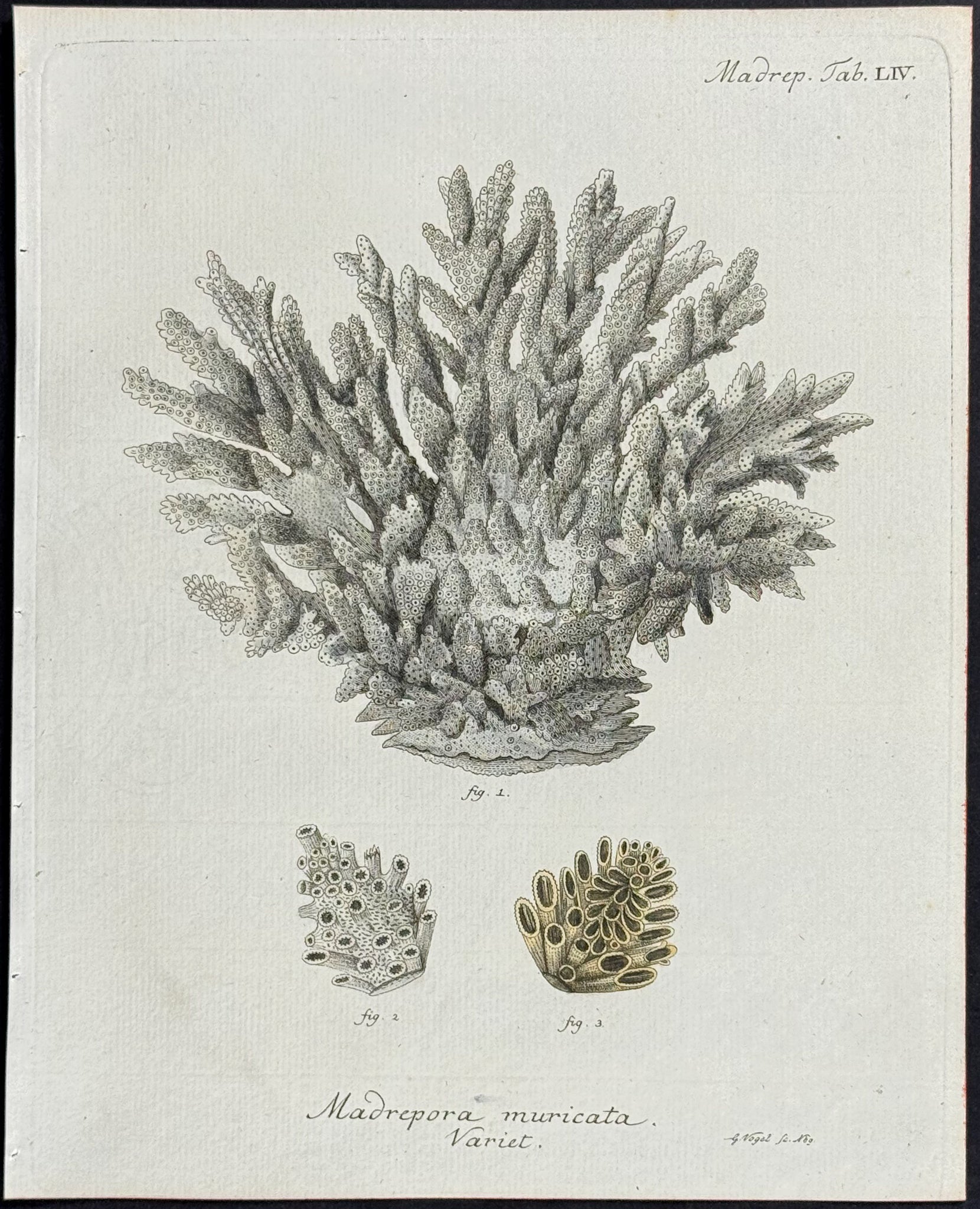 Madrepore - Coral or Sea Life