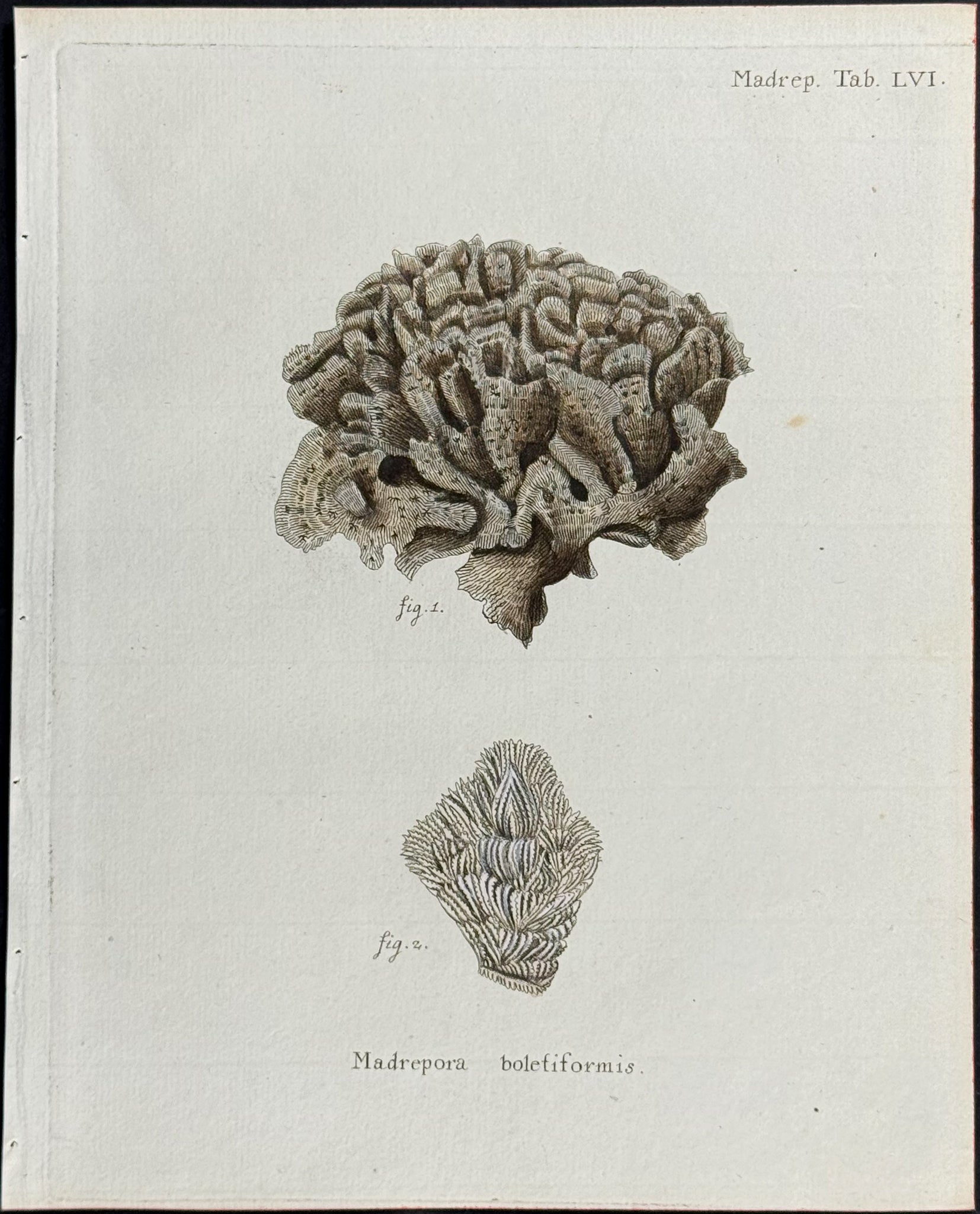 Madrepore - Coral or Sea Life