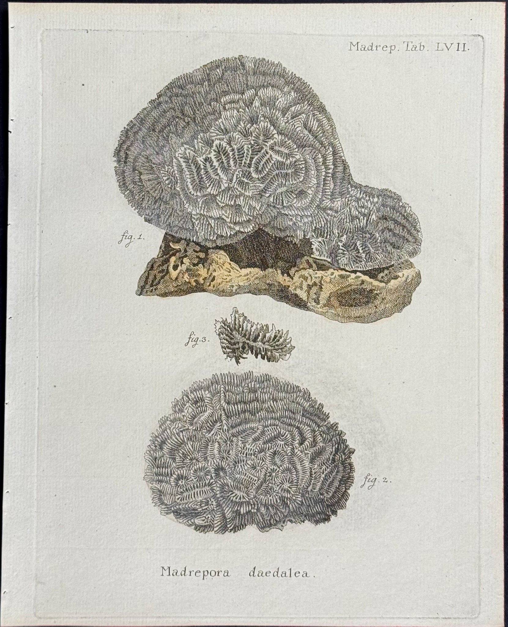 Madrepore - Coral or Sea Life
