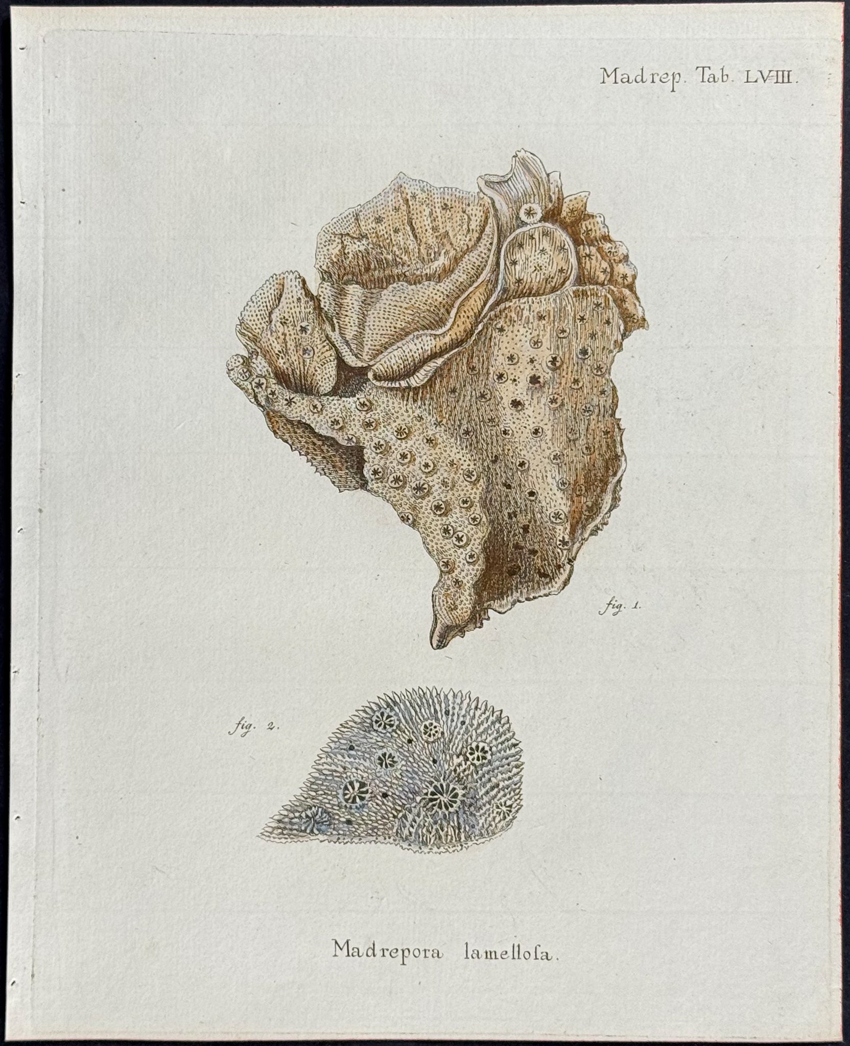 Madrepore - Coral or Sea Life