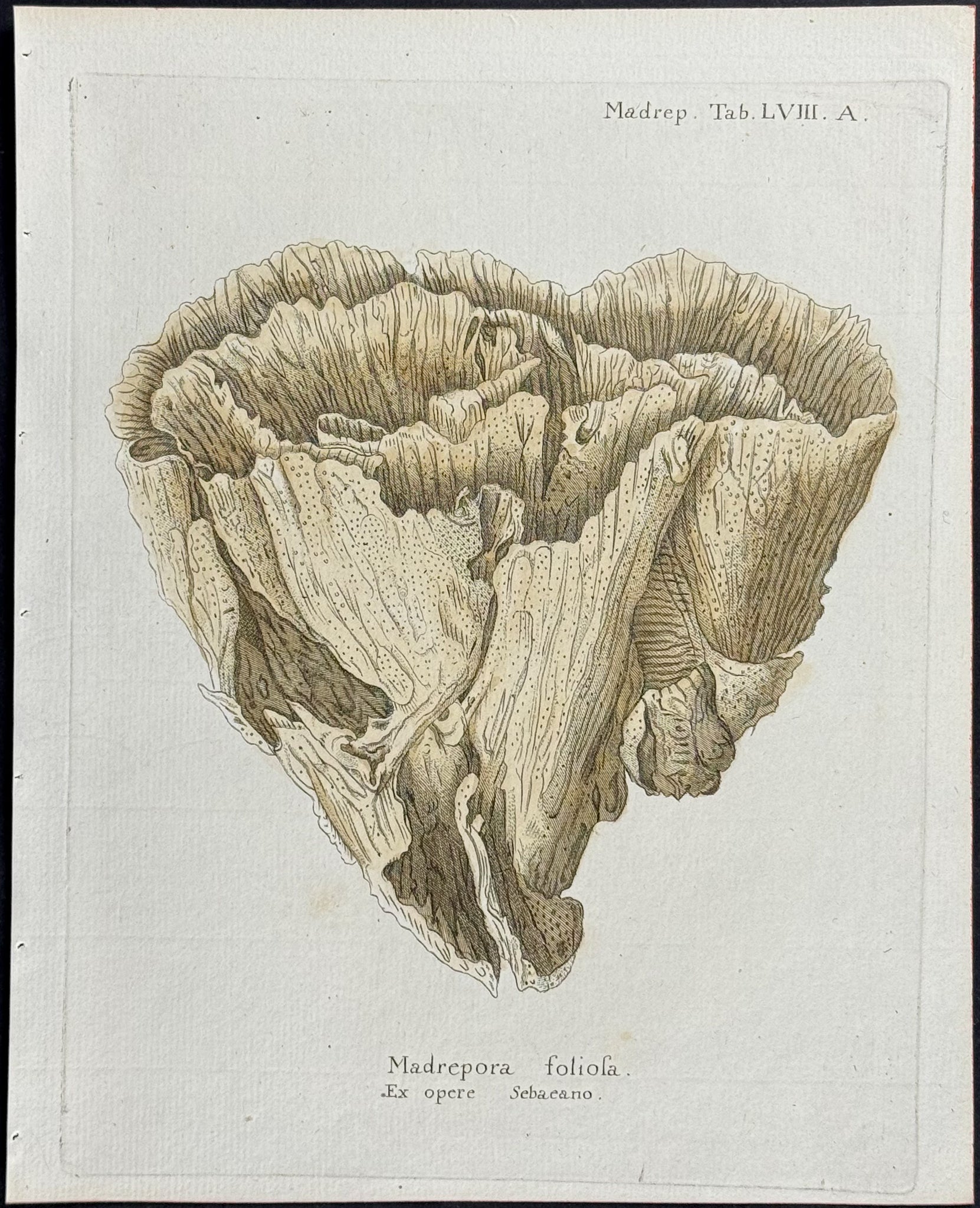 Madrepore - Coral or Sea Life