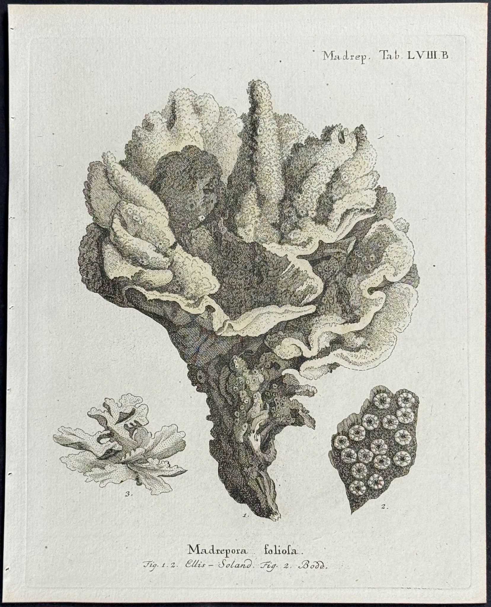 Madrepore - Coral or Sea Life