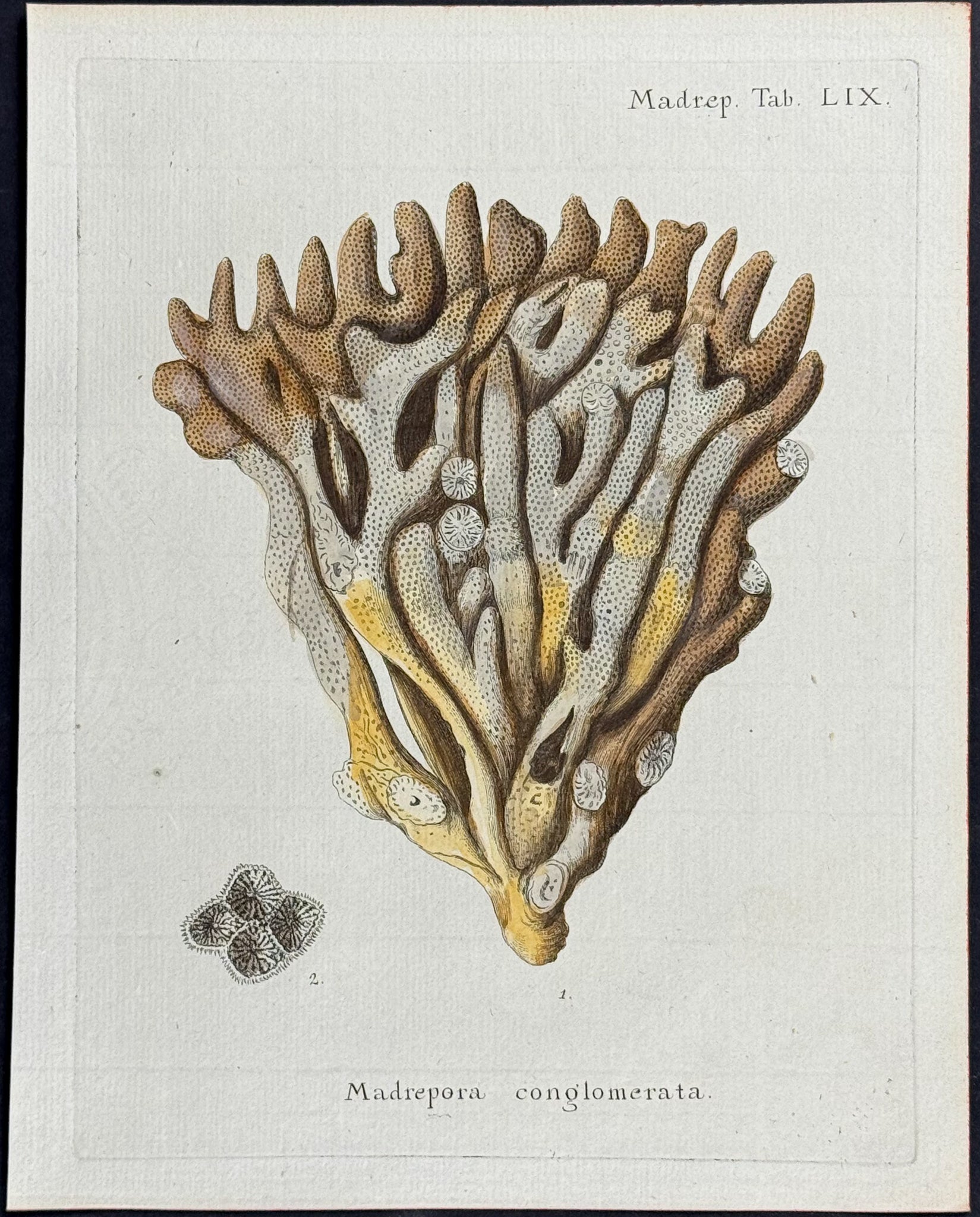 Madrepore - Coral or Sea Life