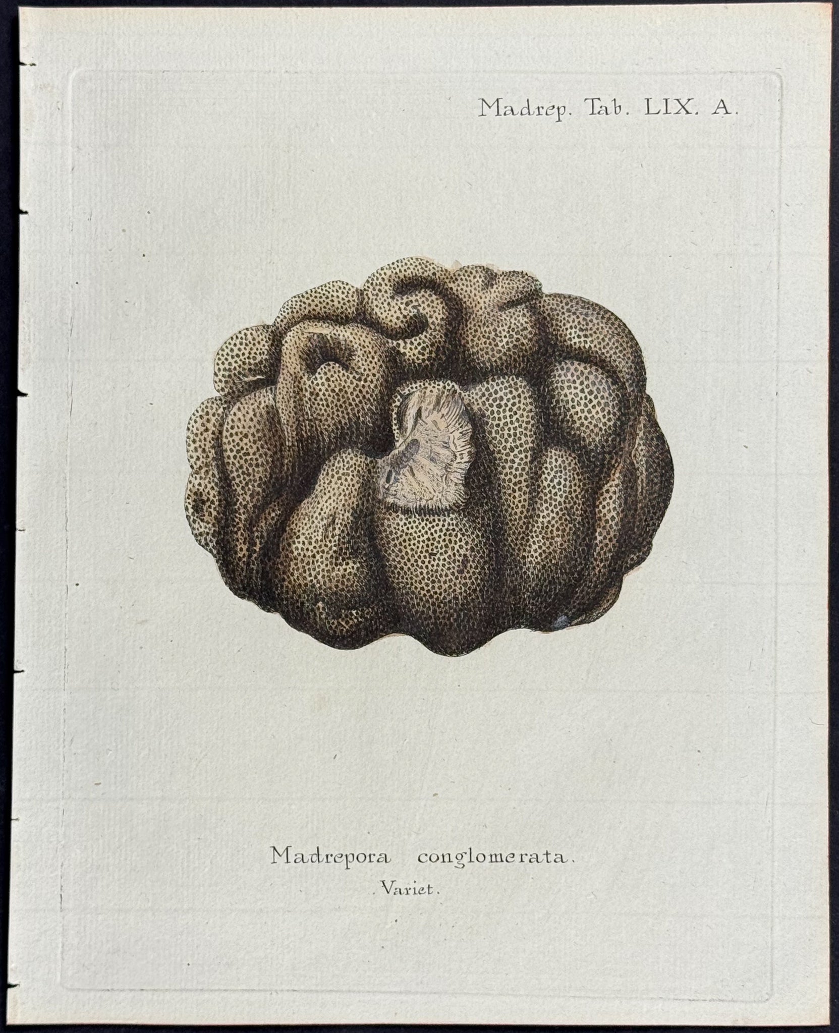 Madrepore - Coral or Sea Life