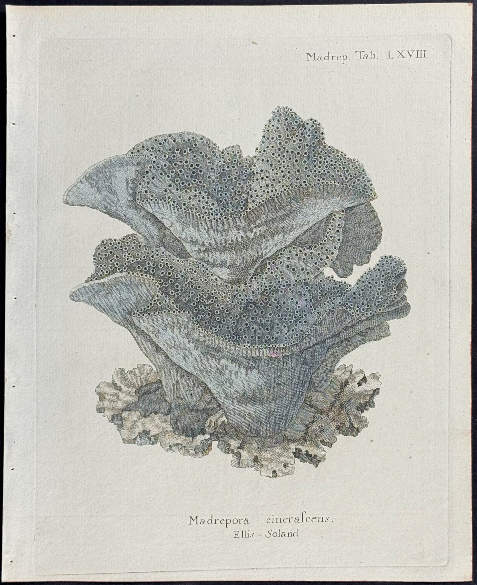 Madrepore - Coral or Sea Life