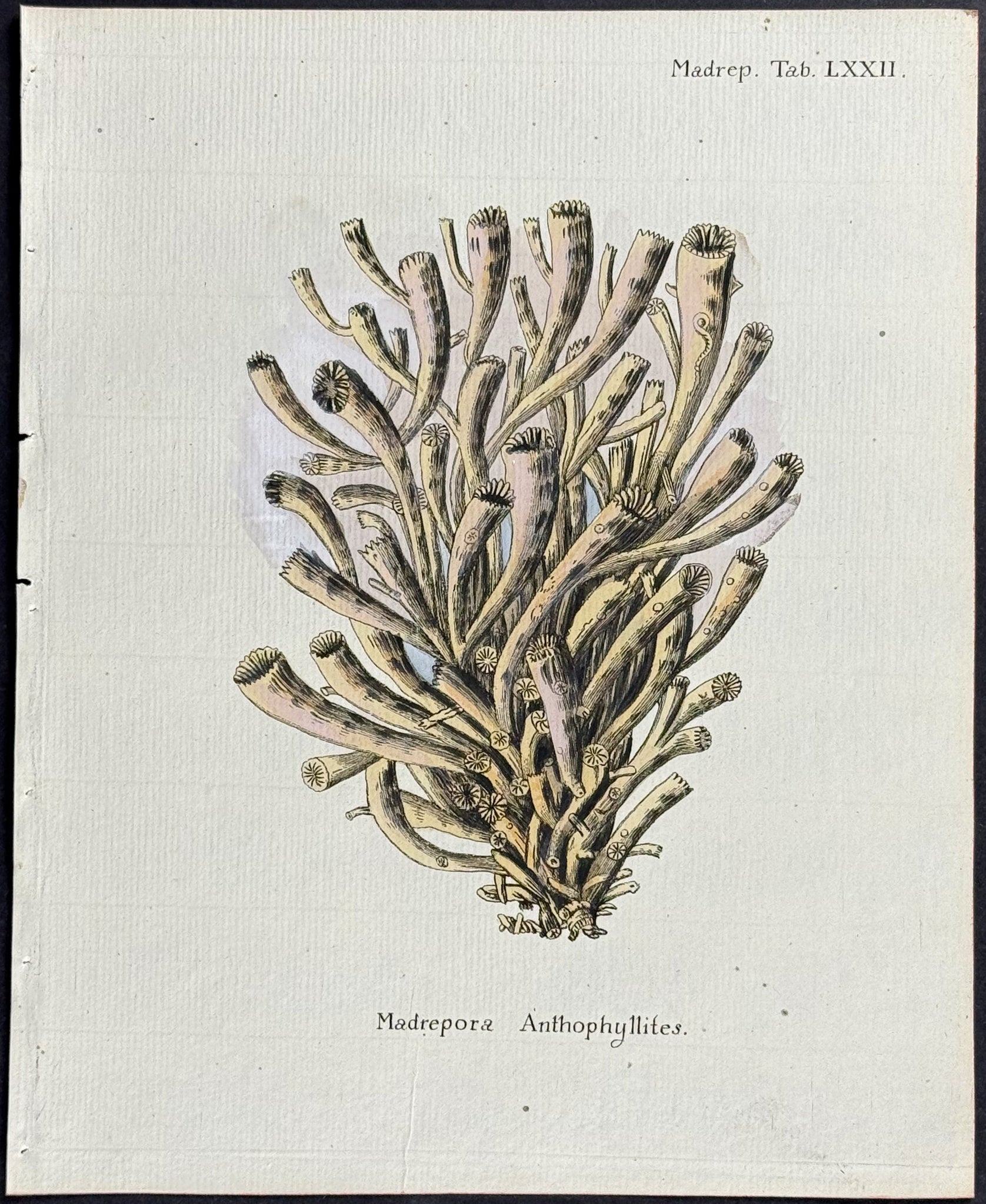 Madrepore - Coral or Sea Life