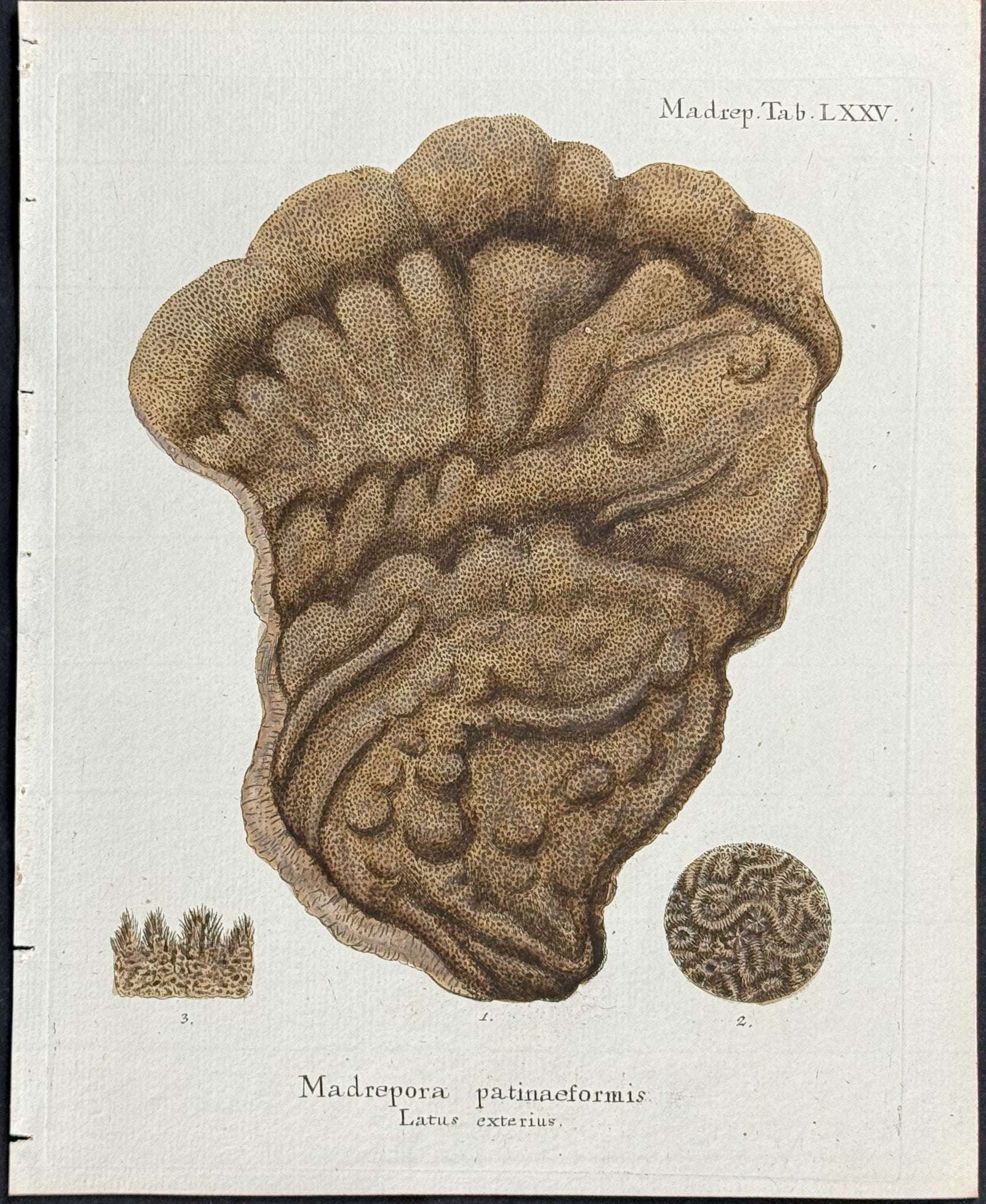 Madrepore - Coral or Sea Life