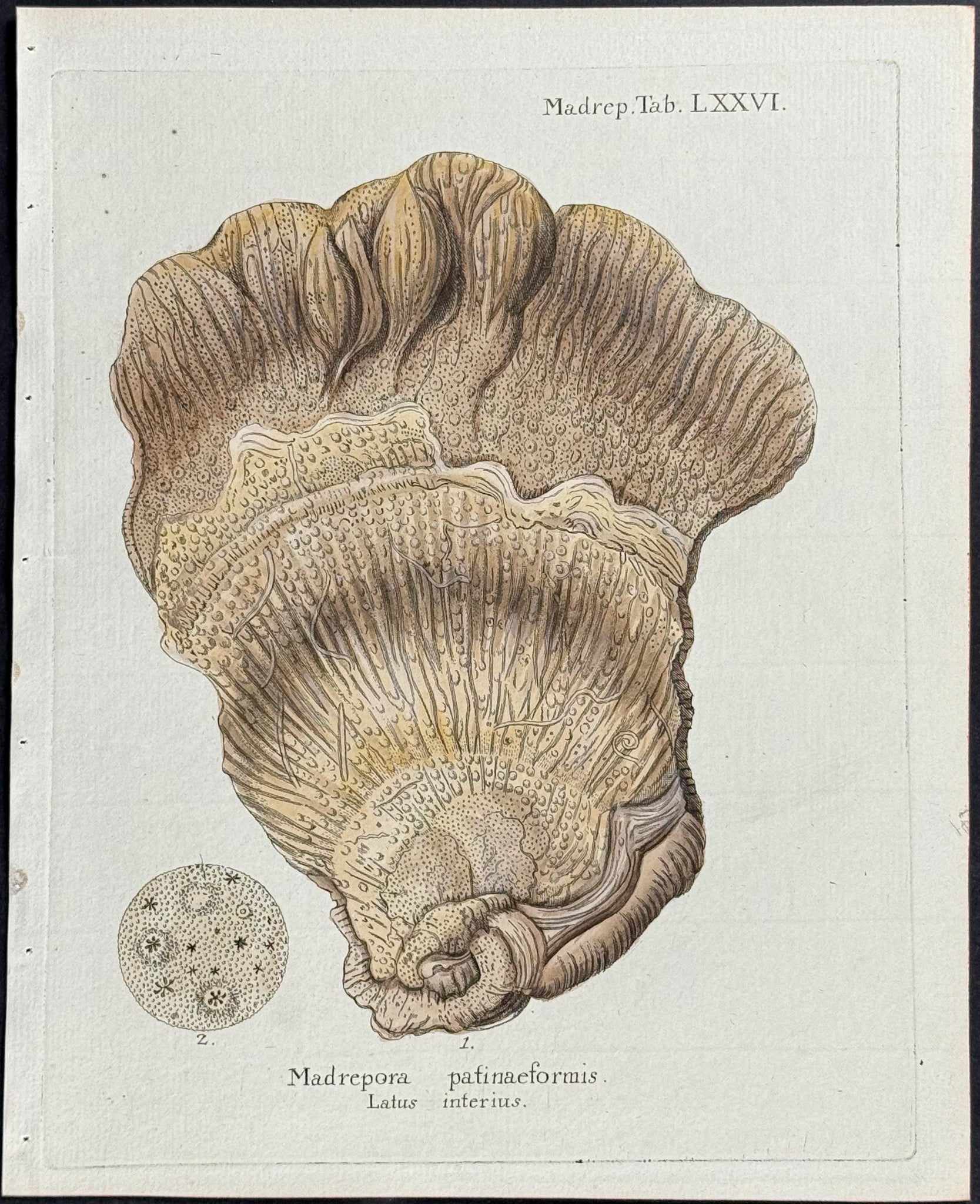 Madrepore - Coral or Sea Life