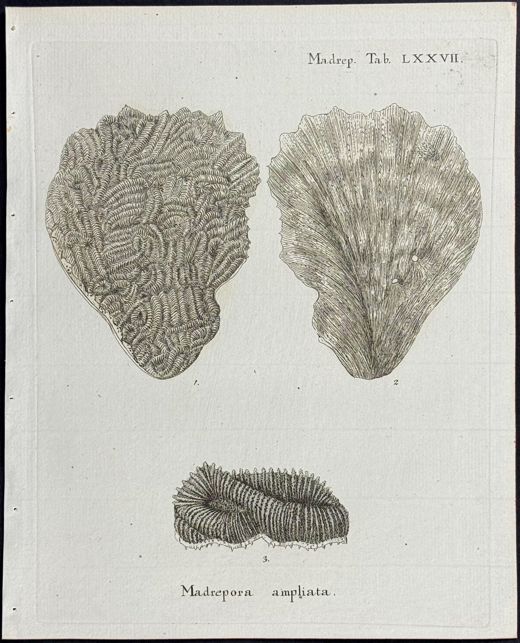 Madrepore - Coral or Sea Life