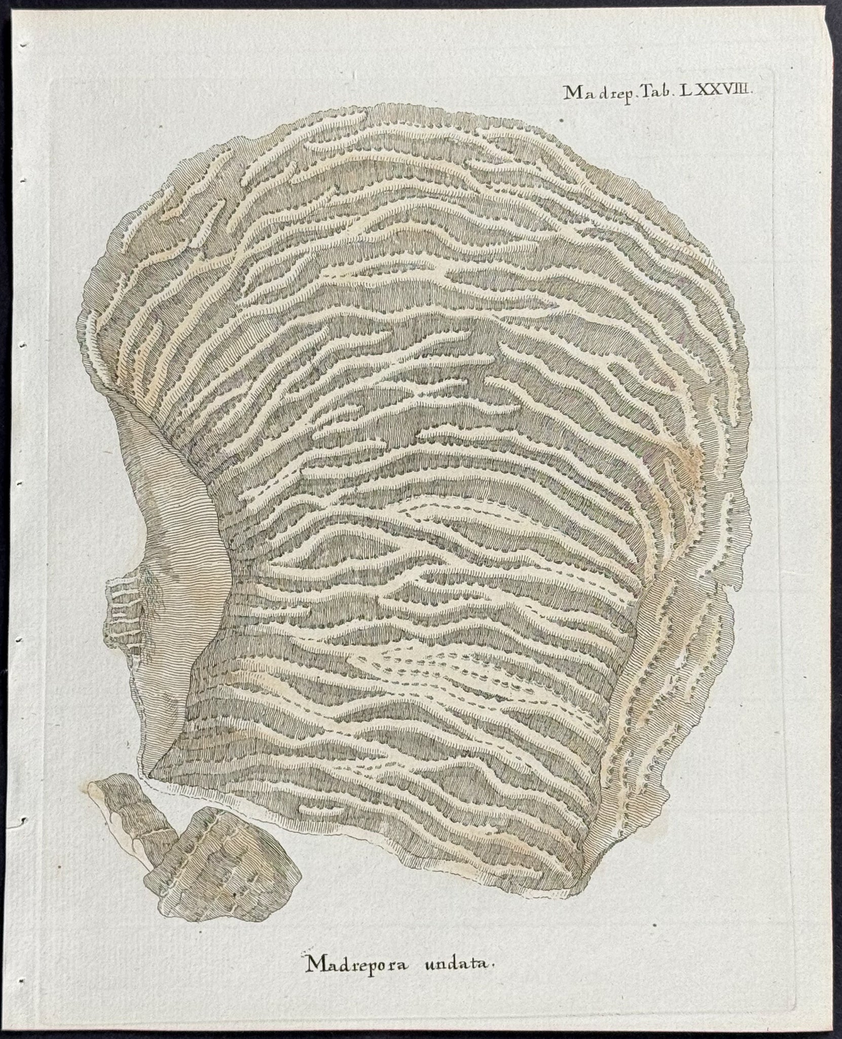 Madrepore - Coral or Sea Life