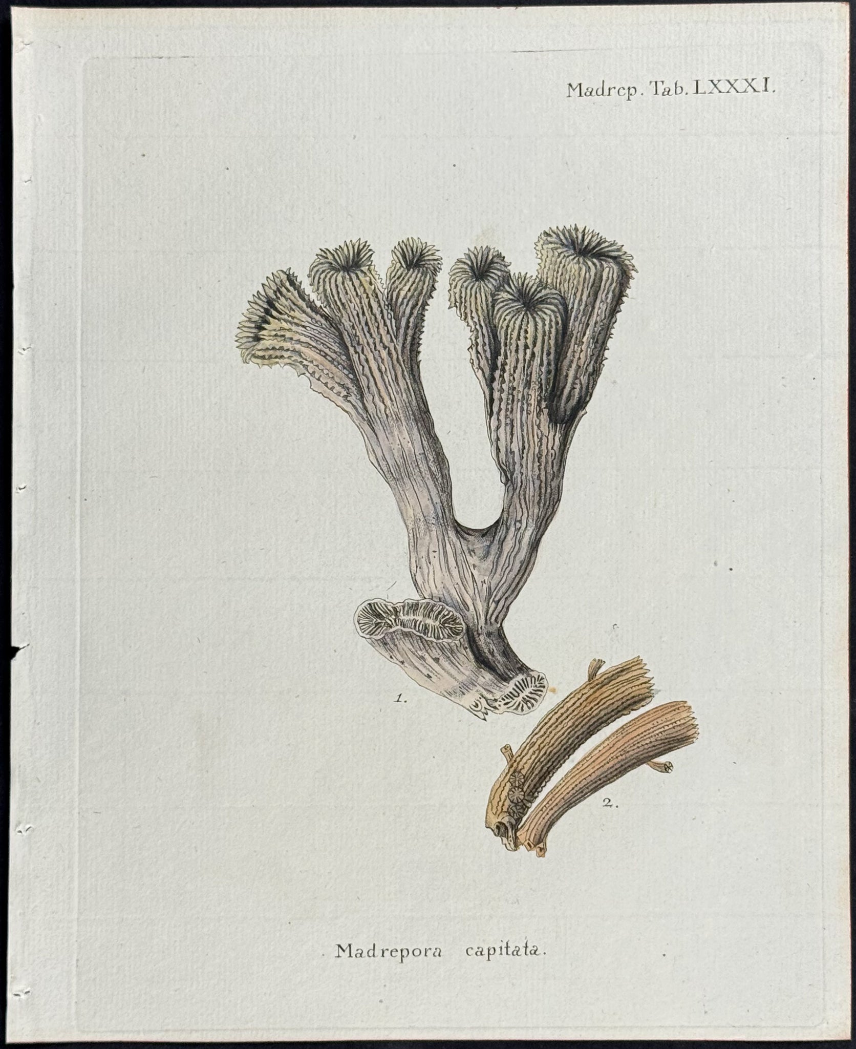 Madrepore - Coral or Sea Life