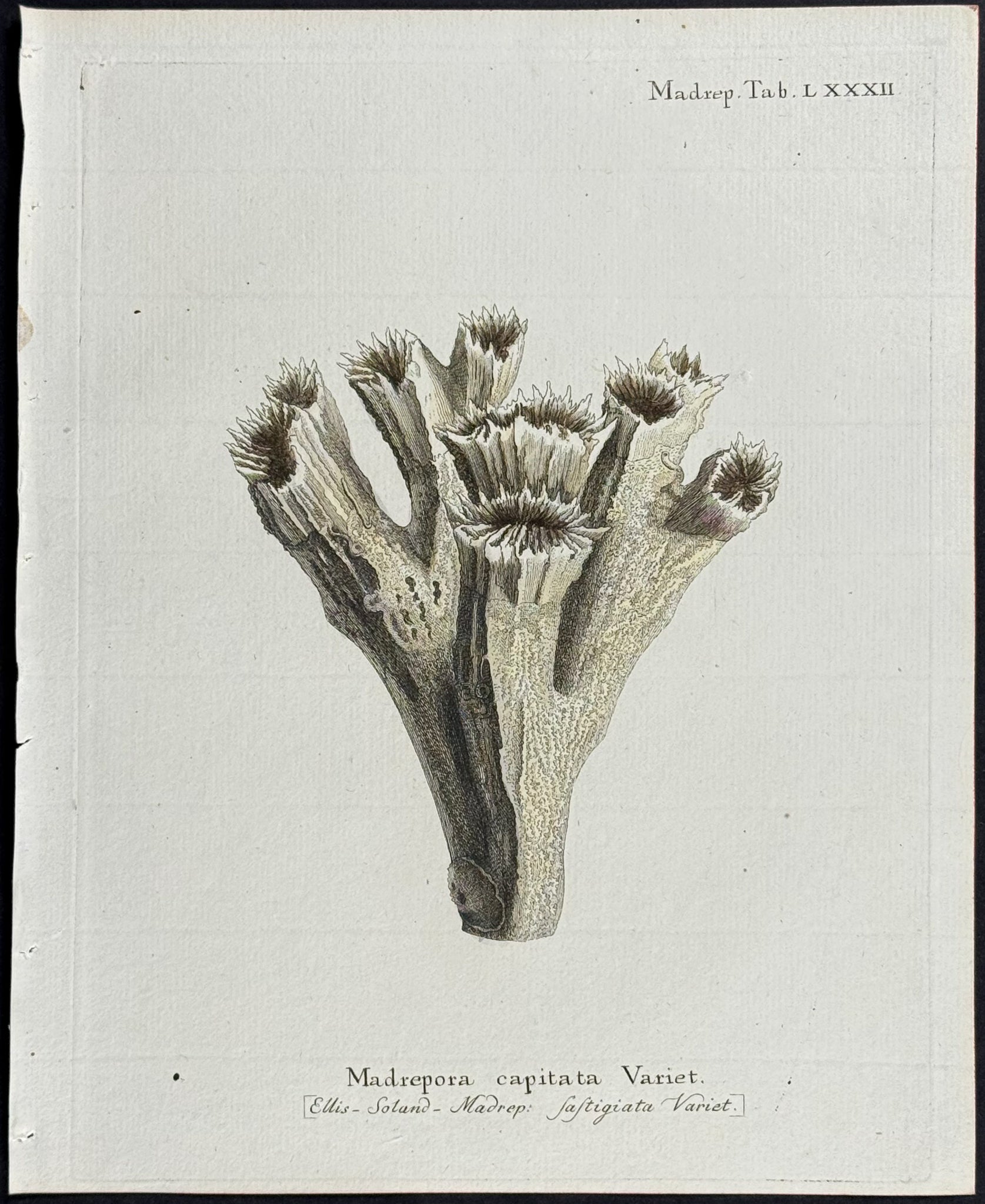 Madrepore - Coral or Sea Life
