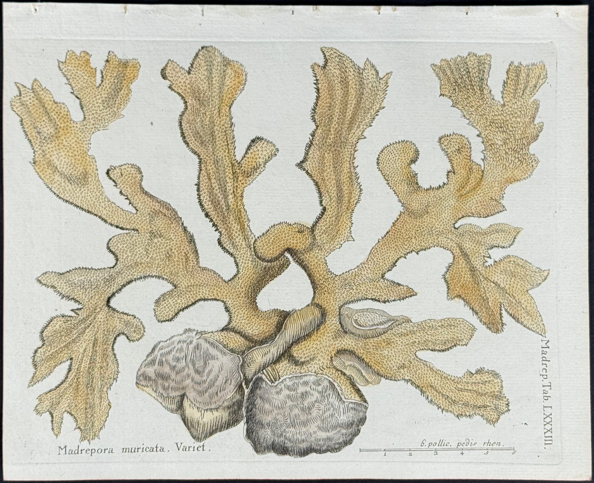 Madrepore - Coral or Sea Life